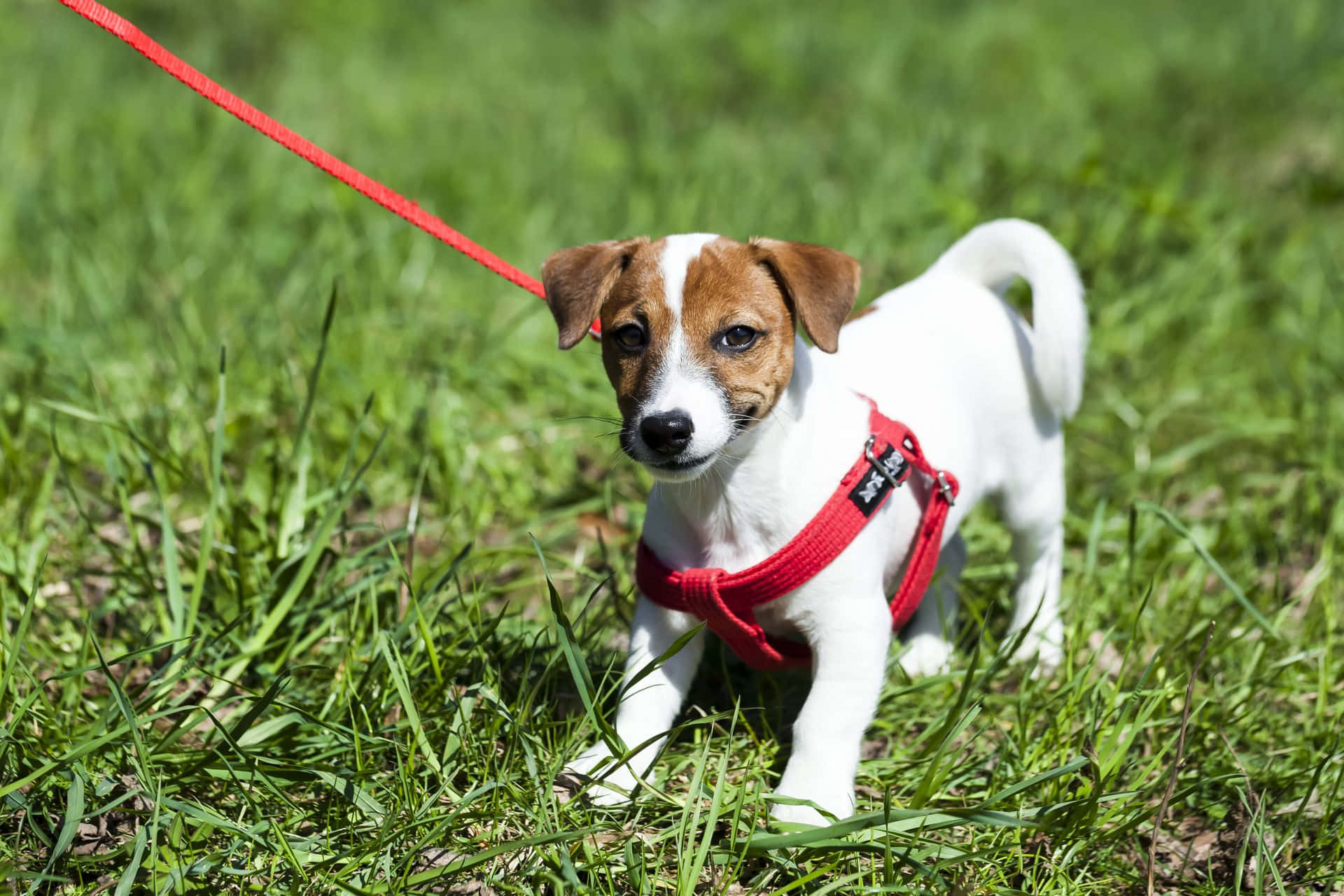 Jack Russell -terrieri pieni koira valjaissa kuva Taustakuvat