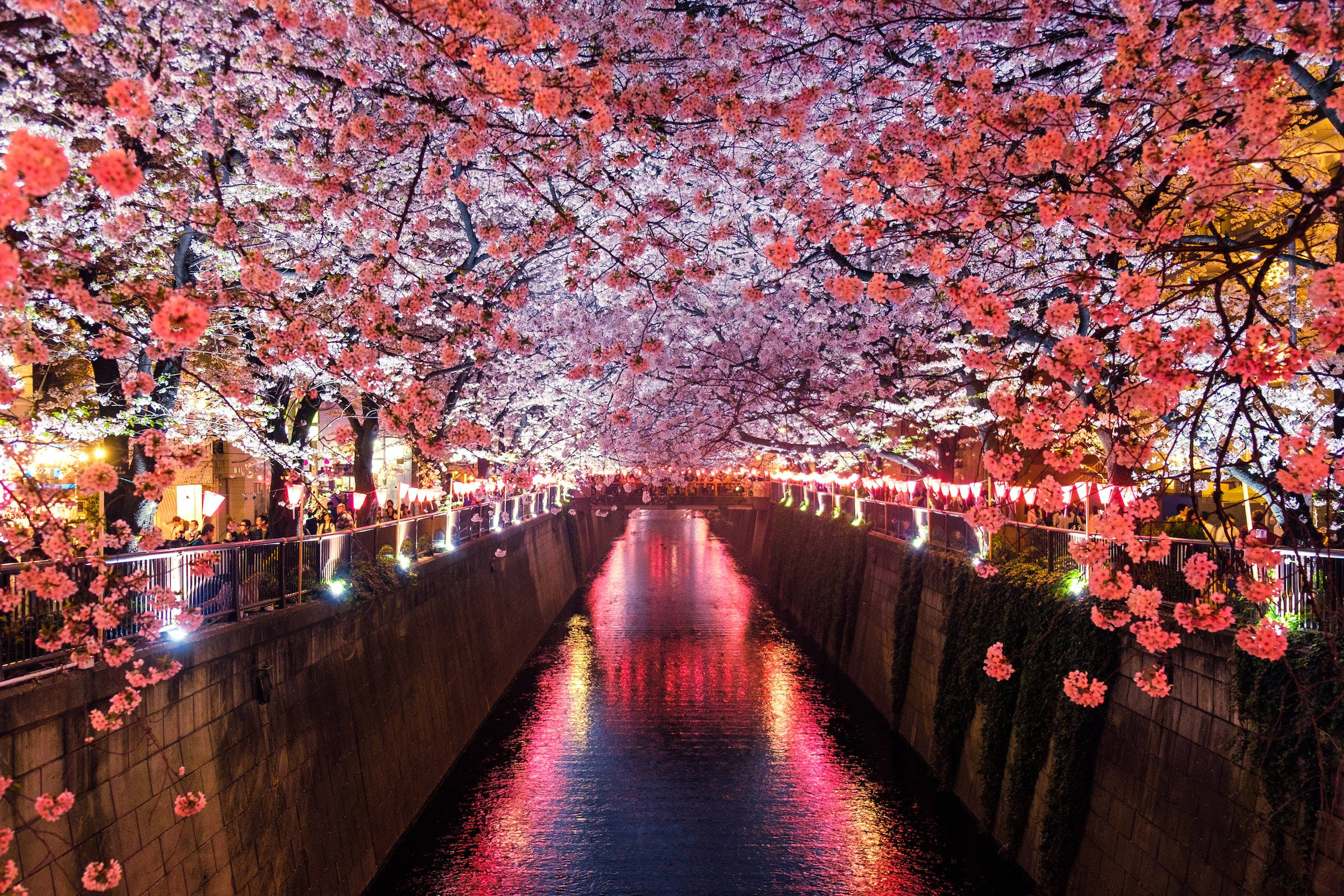 Japanilainen HD Meguro-joki ja kirsikankukat Taustakuvat