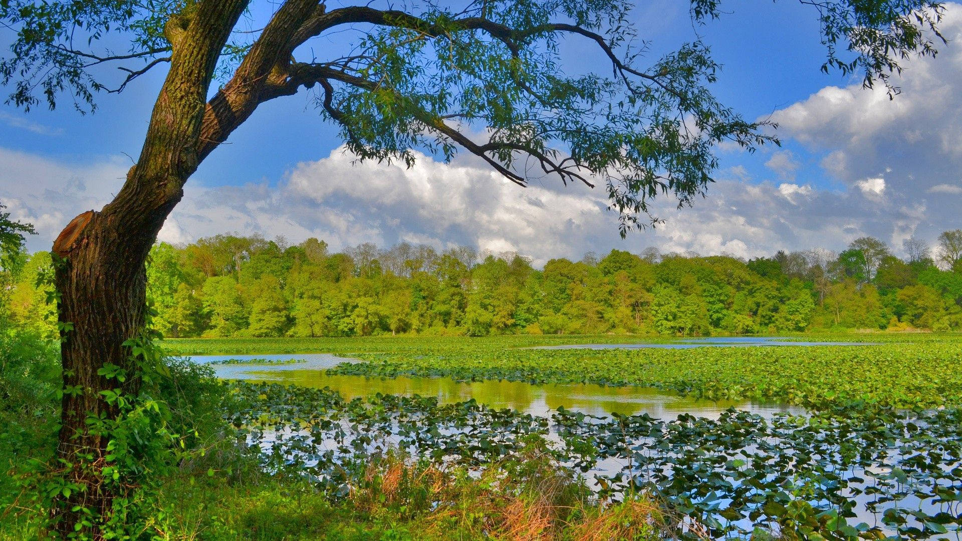 Järvi metsäluonnossa Taustakuvat