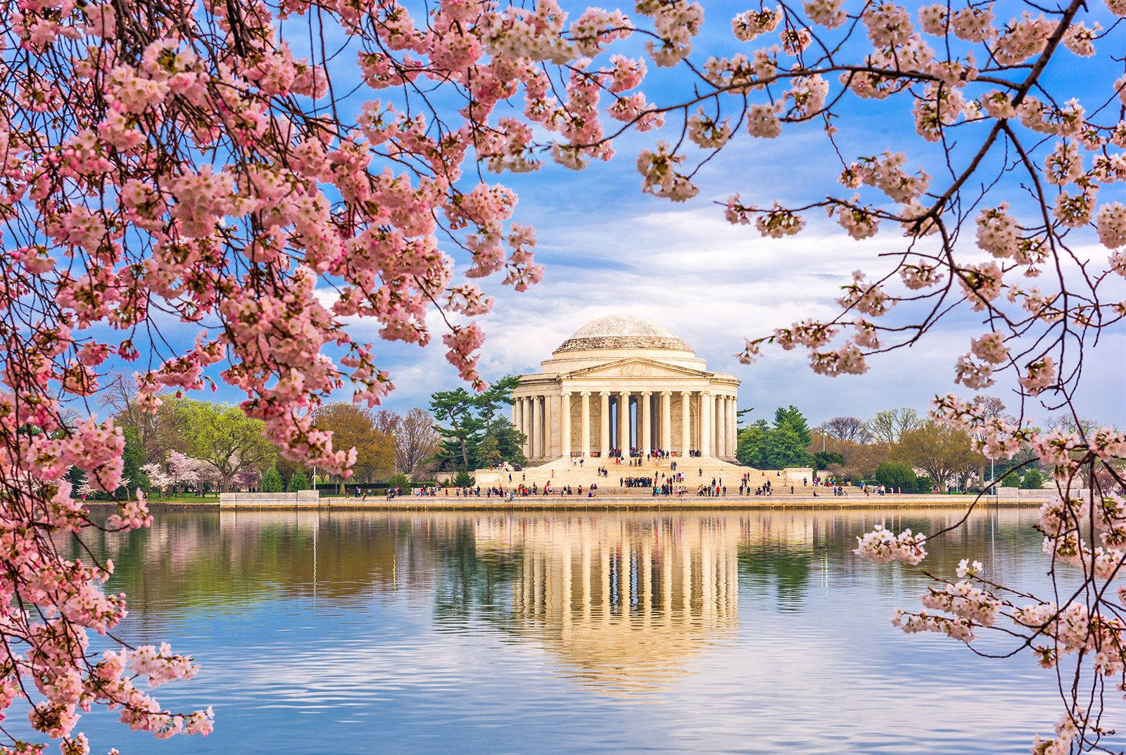 Jefferson Memorial vaaleanpunaiset kirsikankukat Taustakuvat