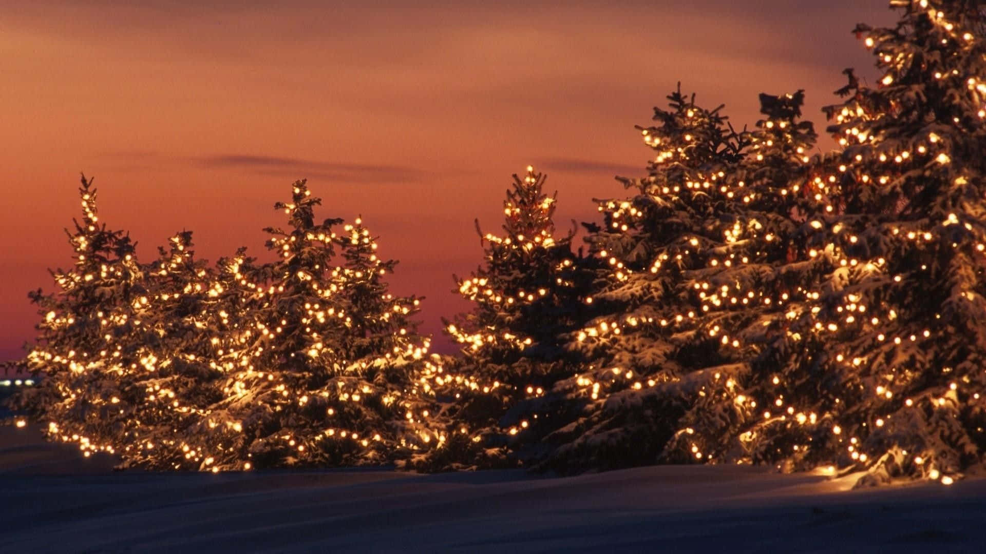 Jouluvalot ja joulukuuset auringonlaskun alla Taustakuvat