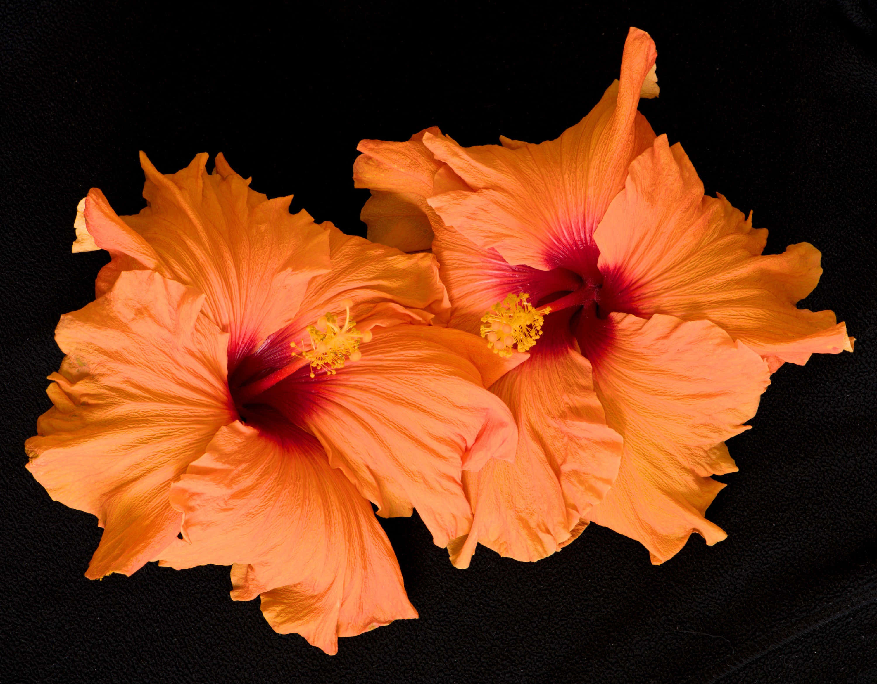 Kaksi oranssia hibiskusta Taustakuvat