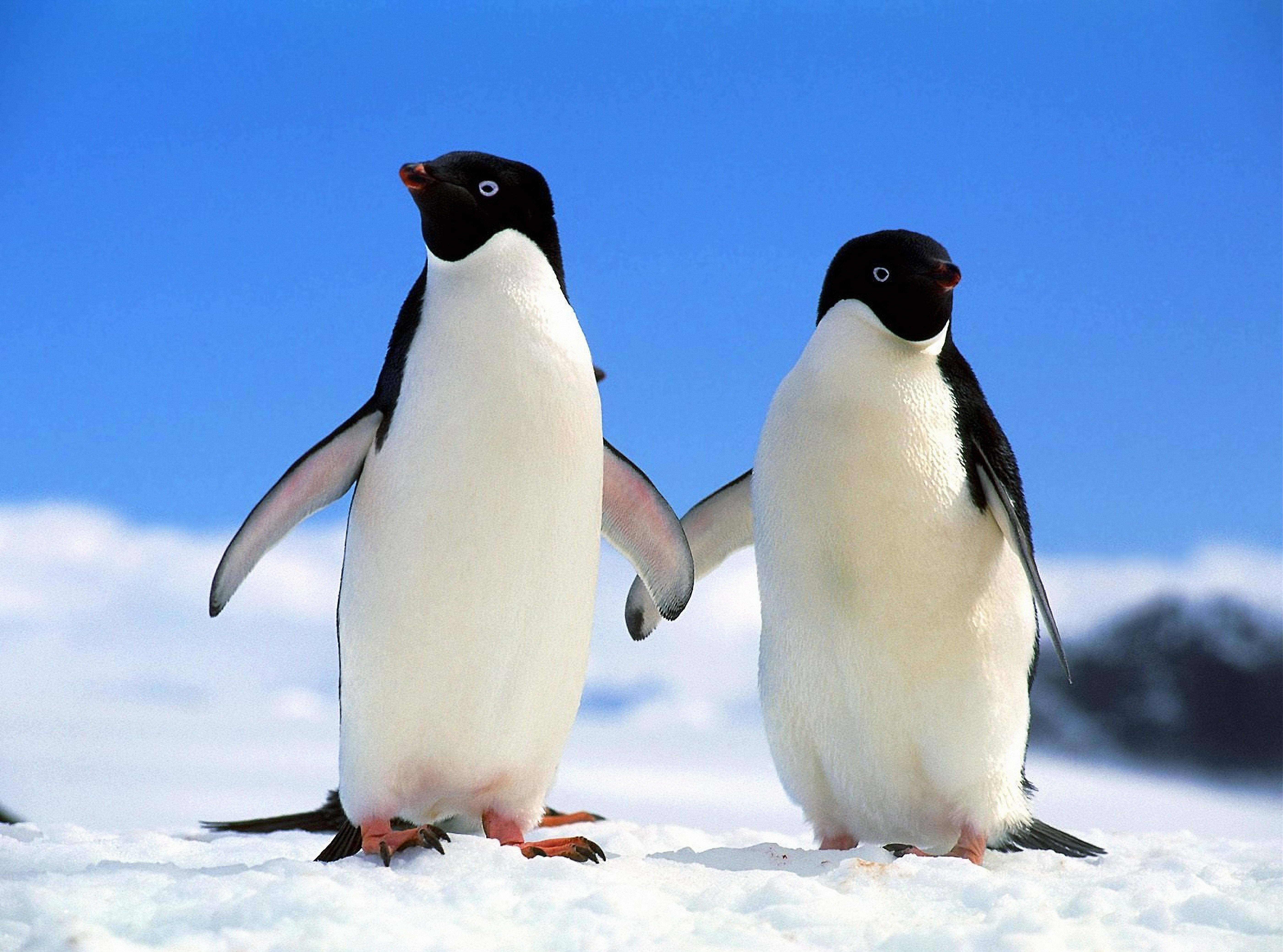 Kaksi pingviiniä pitämässä käsistä kiinni Taustakuvat