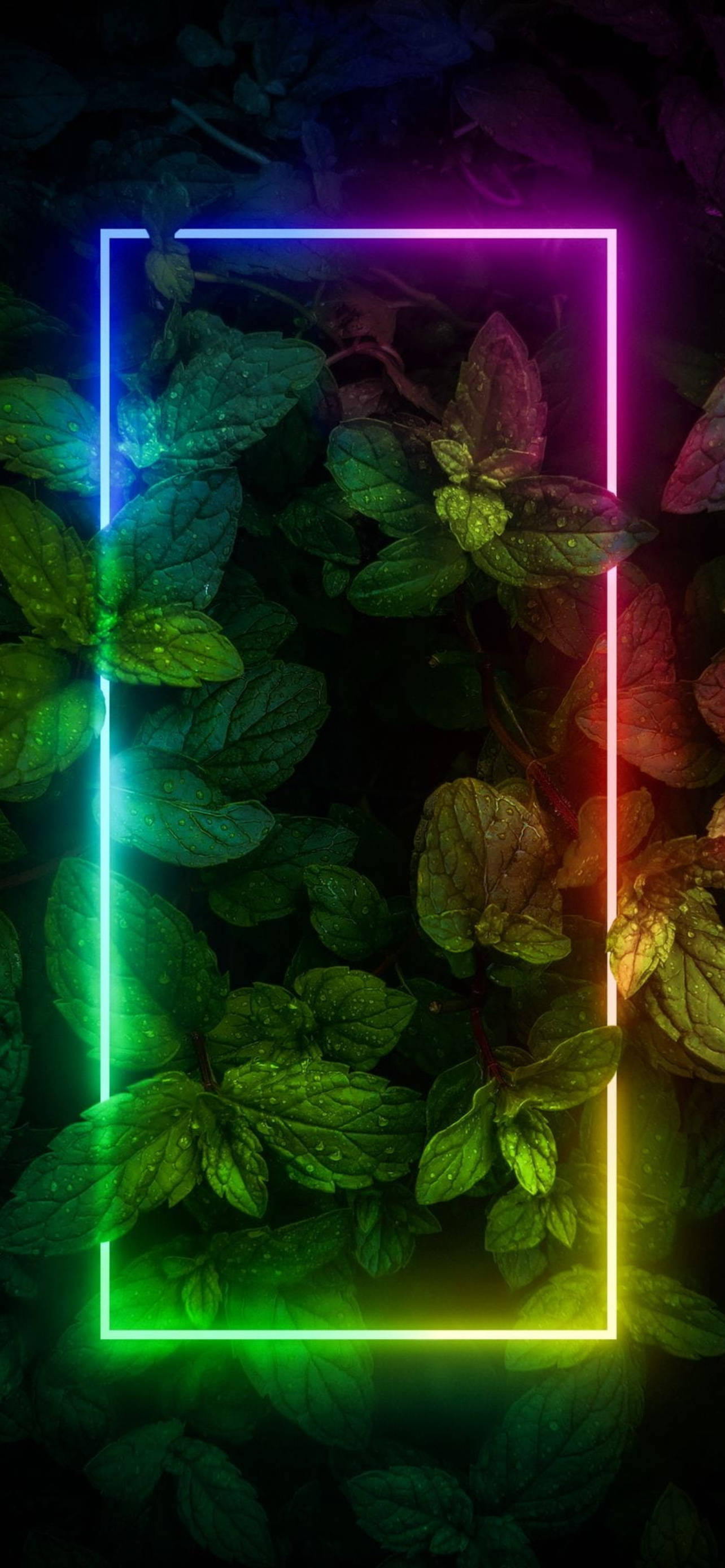 Kasvit Reunuksella Neon Estetiikka iPhone Taustakuvat