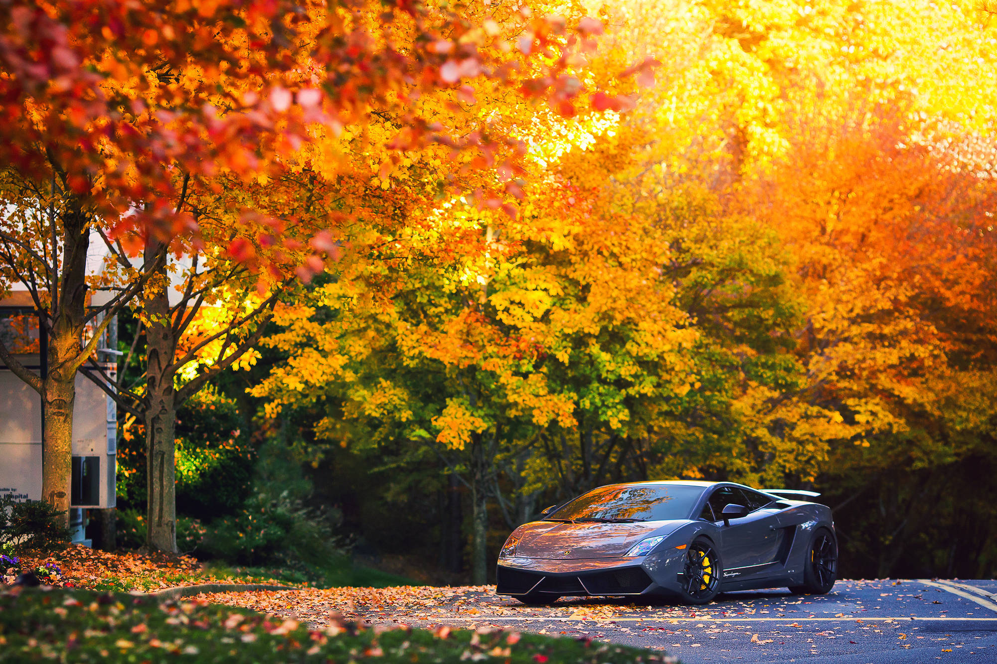 Kaunis harmaa Lamborghini Gallardo ajamassa läpi raikkaan syysilman. Taustakuvat
