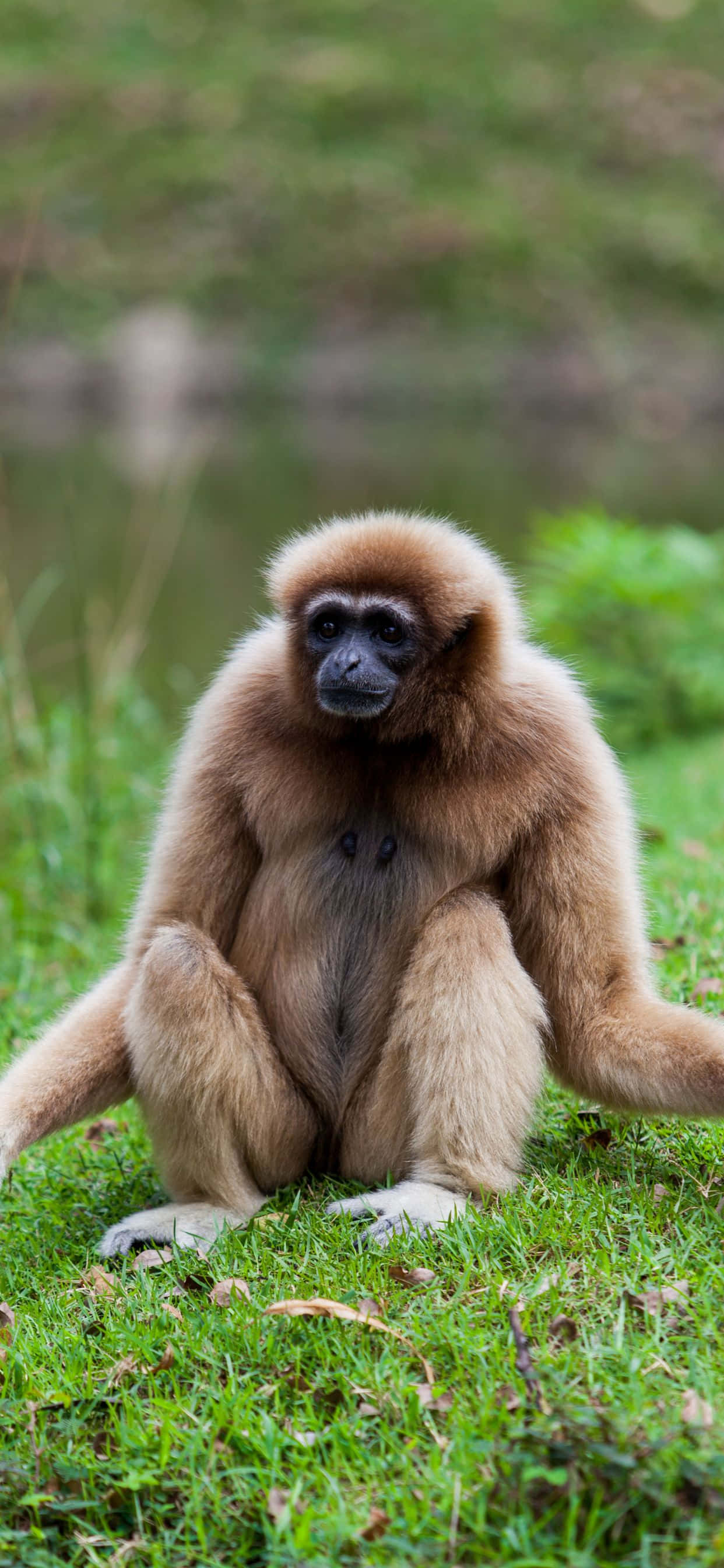 Kaunis iPhone XS Max Gibbon luonnollisessa elinympäristössään Taustakuvat