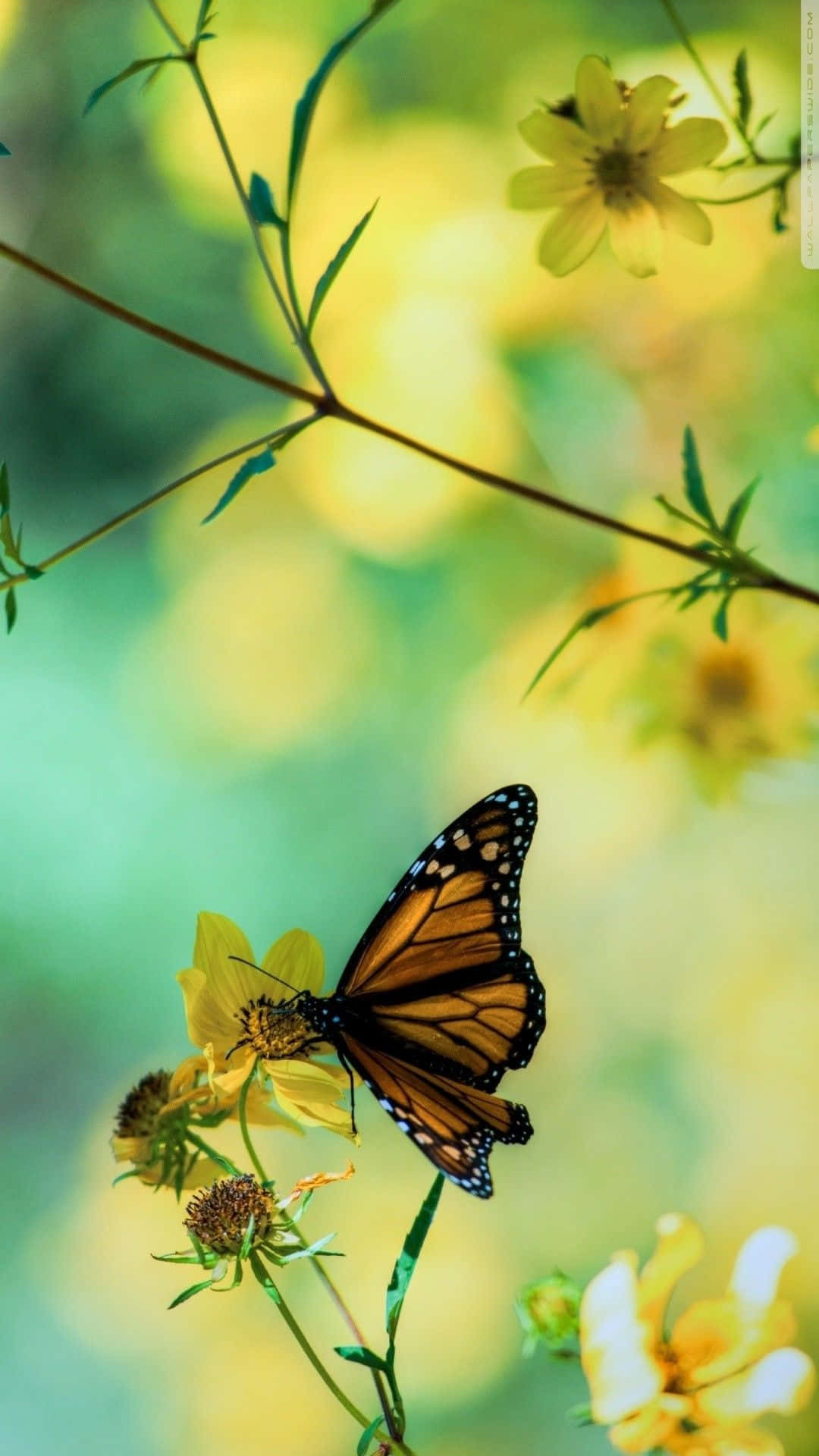 Kaunis perhonen nauttimassa aamuauringosta Taustakuvat