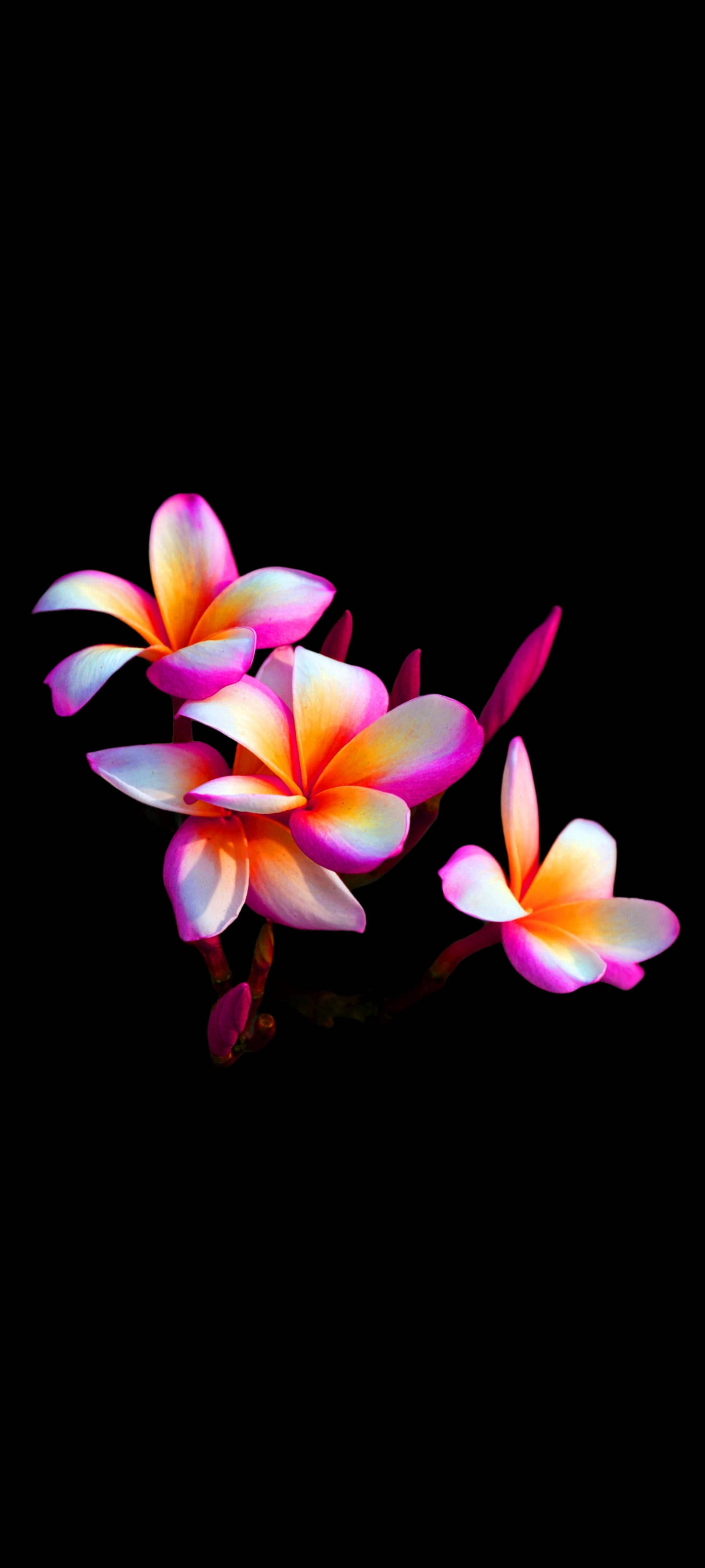 Kaunis plumeria-kukka mobiili Taustakuvat
