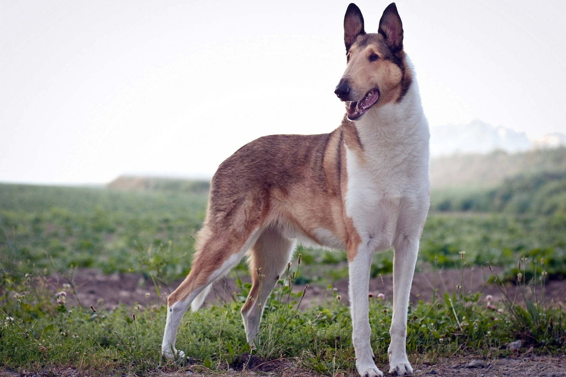 "Kaunis sileäkarvainen collie leikkimässä ruohossa!" Taustakuvat