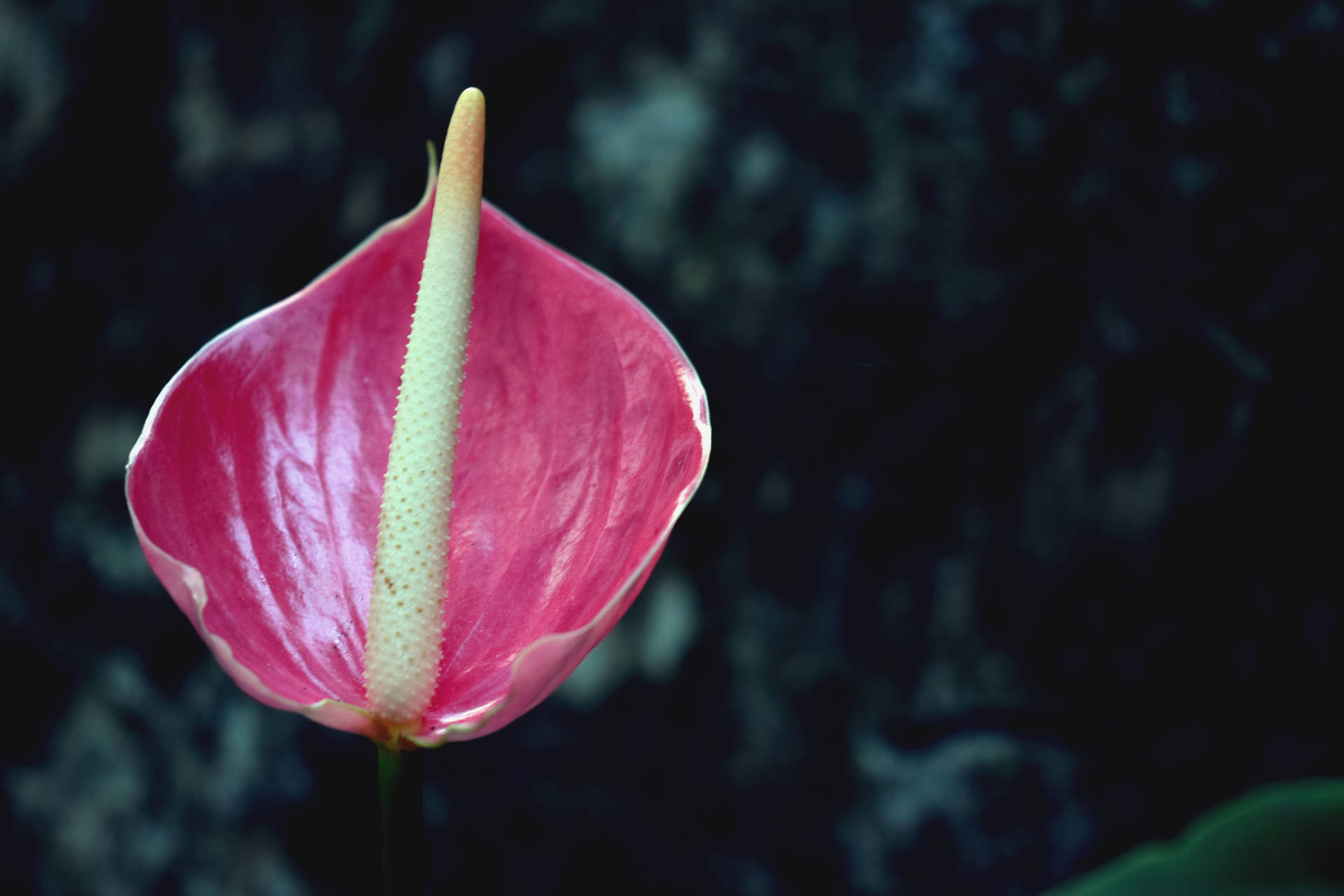 Kaunis vaaleanpunainen anthurium-kukka -taustakuva