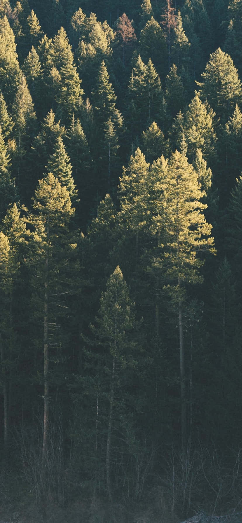 Kävele rauhassa luonnossa Trees iPhonen kanssa Taustakuvat