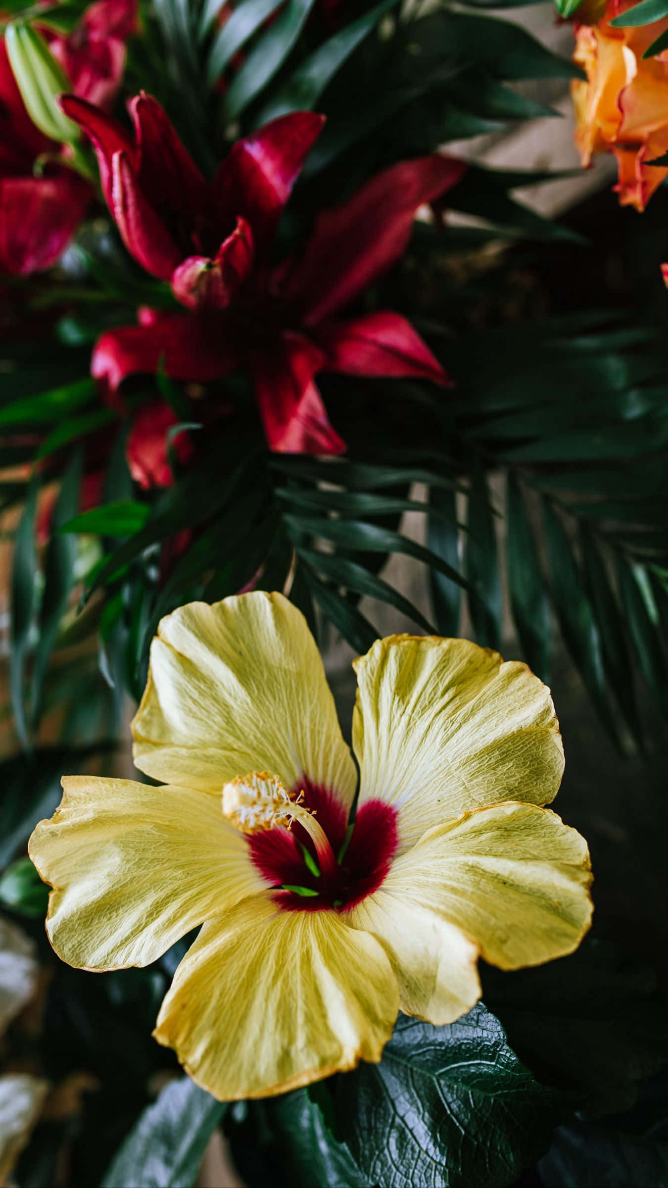 Keltainen hibiskuskimppu Taustakuvat