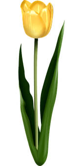 Keltainen tulppaani mustalla taustalla Taustakuvat