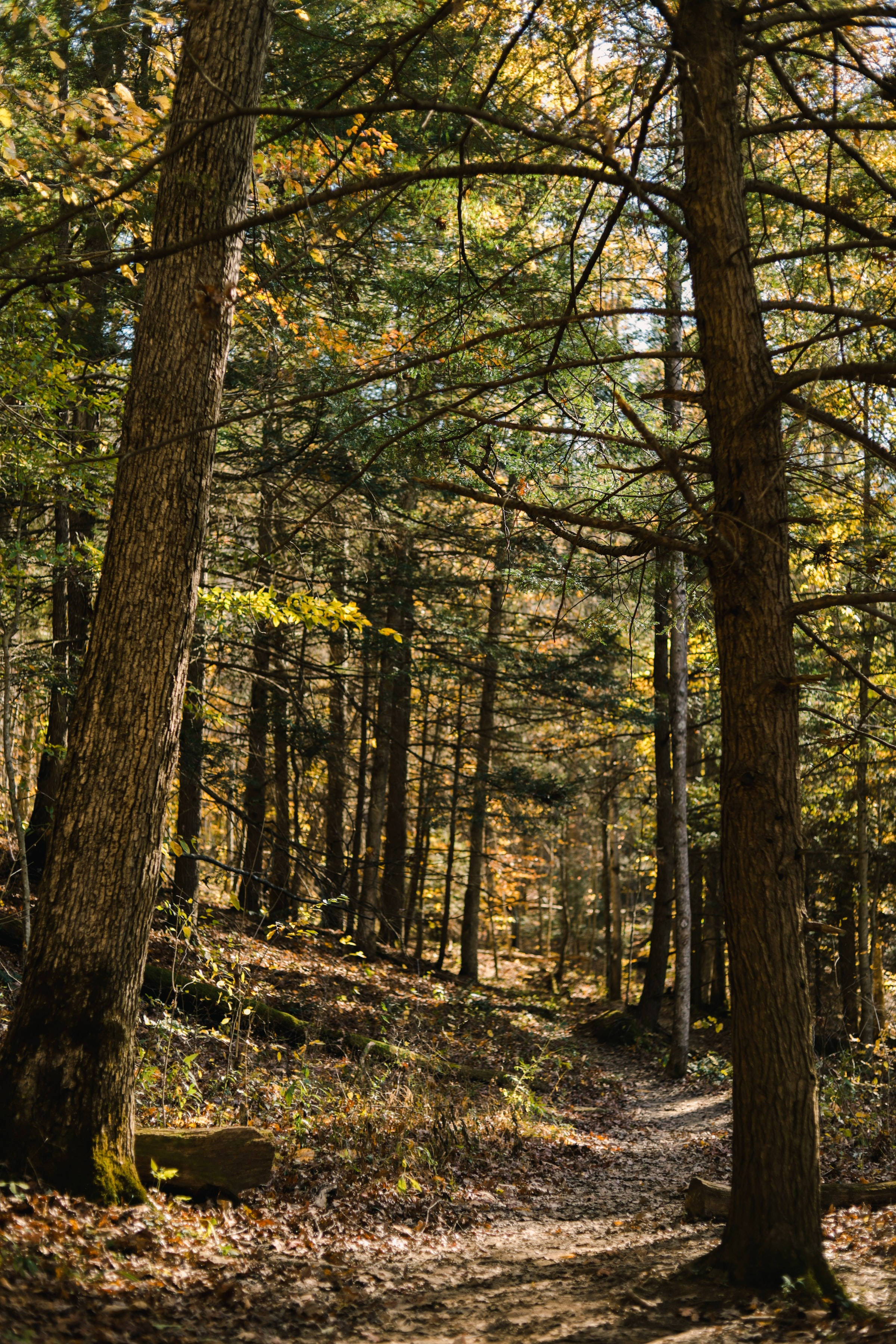 Kentuckyn metsän korkeat puut Taustakuvat