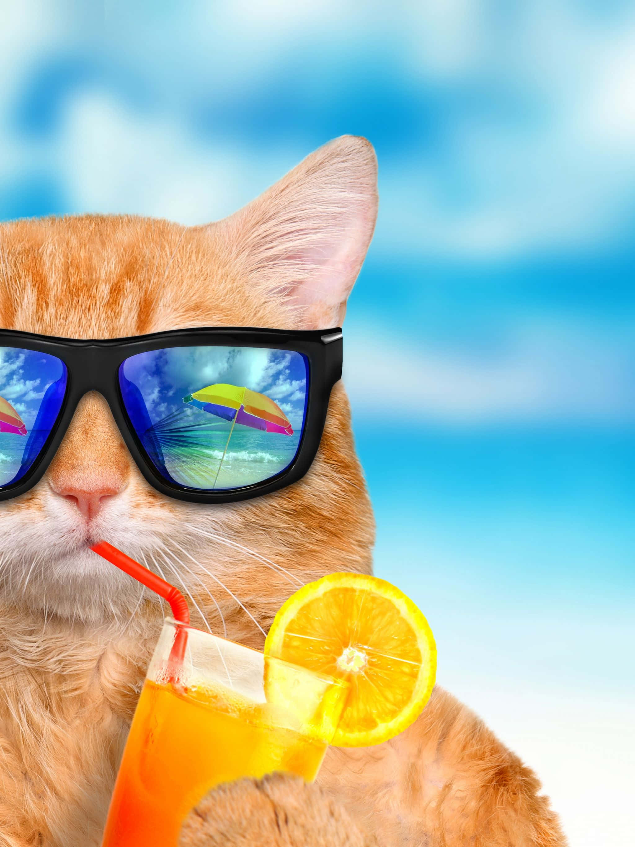 Kesäinen hauska cool kissa Taustakuvat