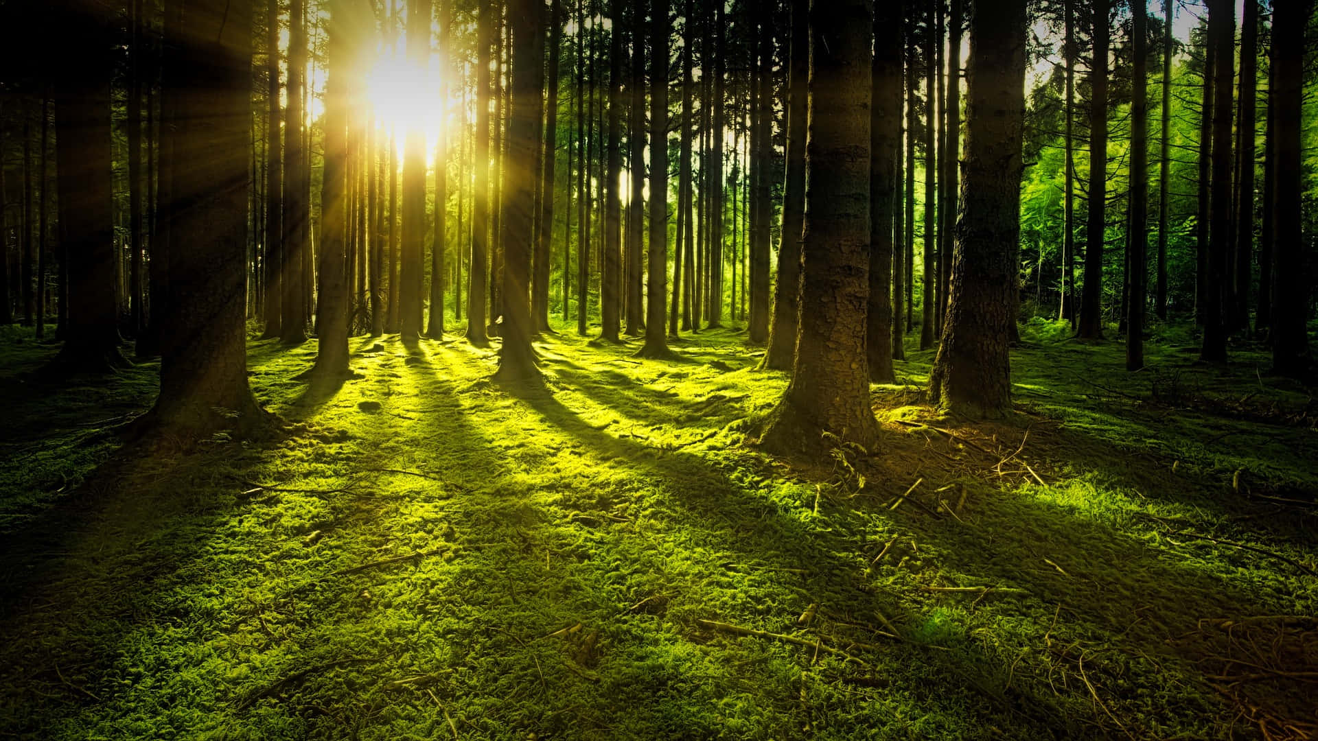 Kirkas auringonvalo kauniissa metsässä Taustakuvat