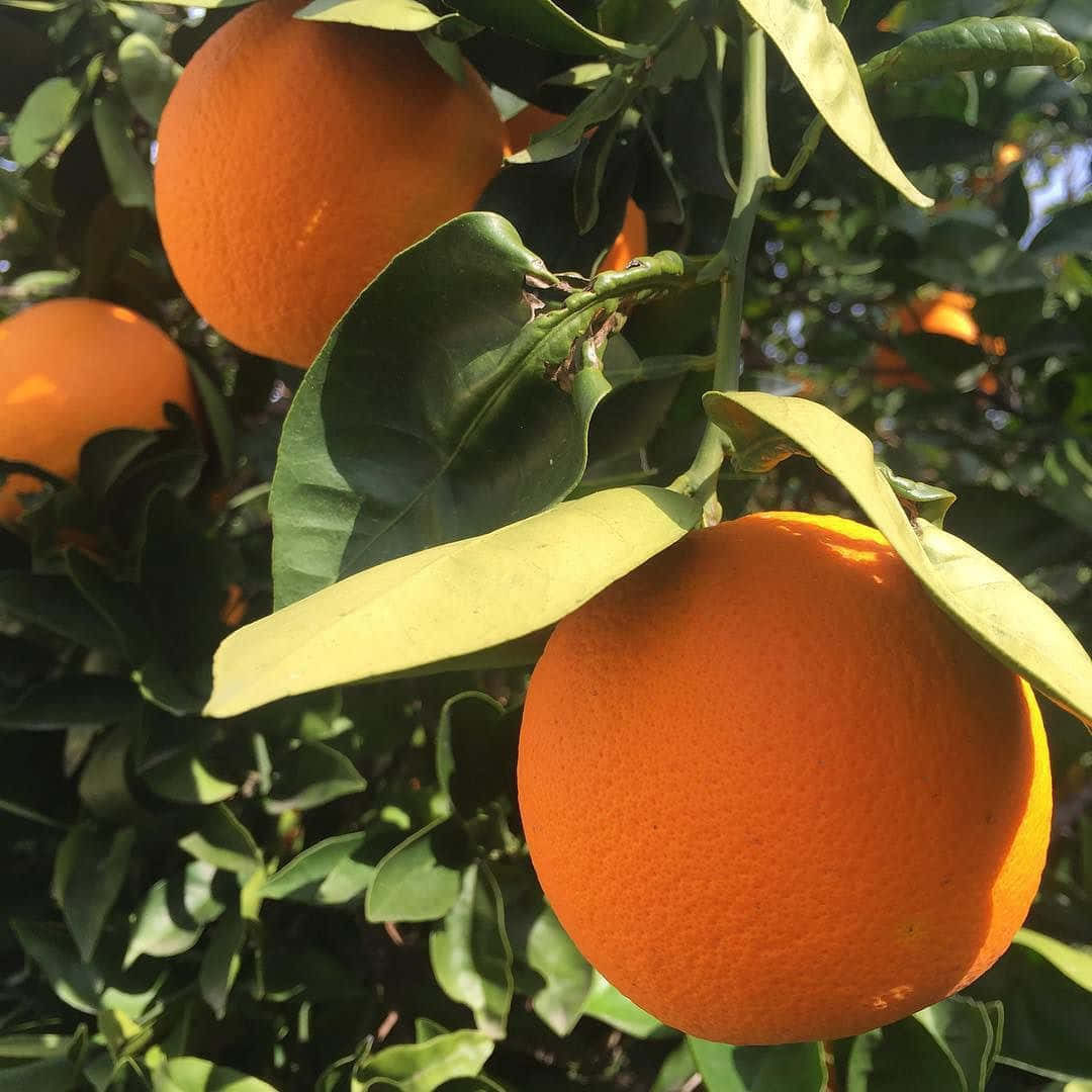 Kirkasta päivääsi ripauksella elinvoimaista oranssia! Taustakuvat
