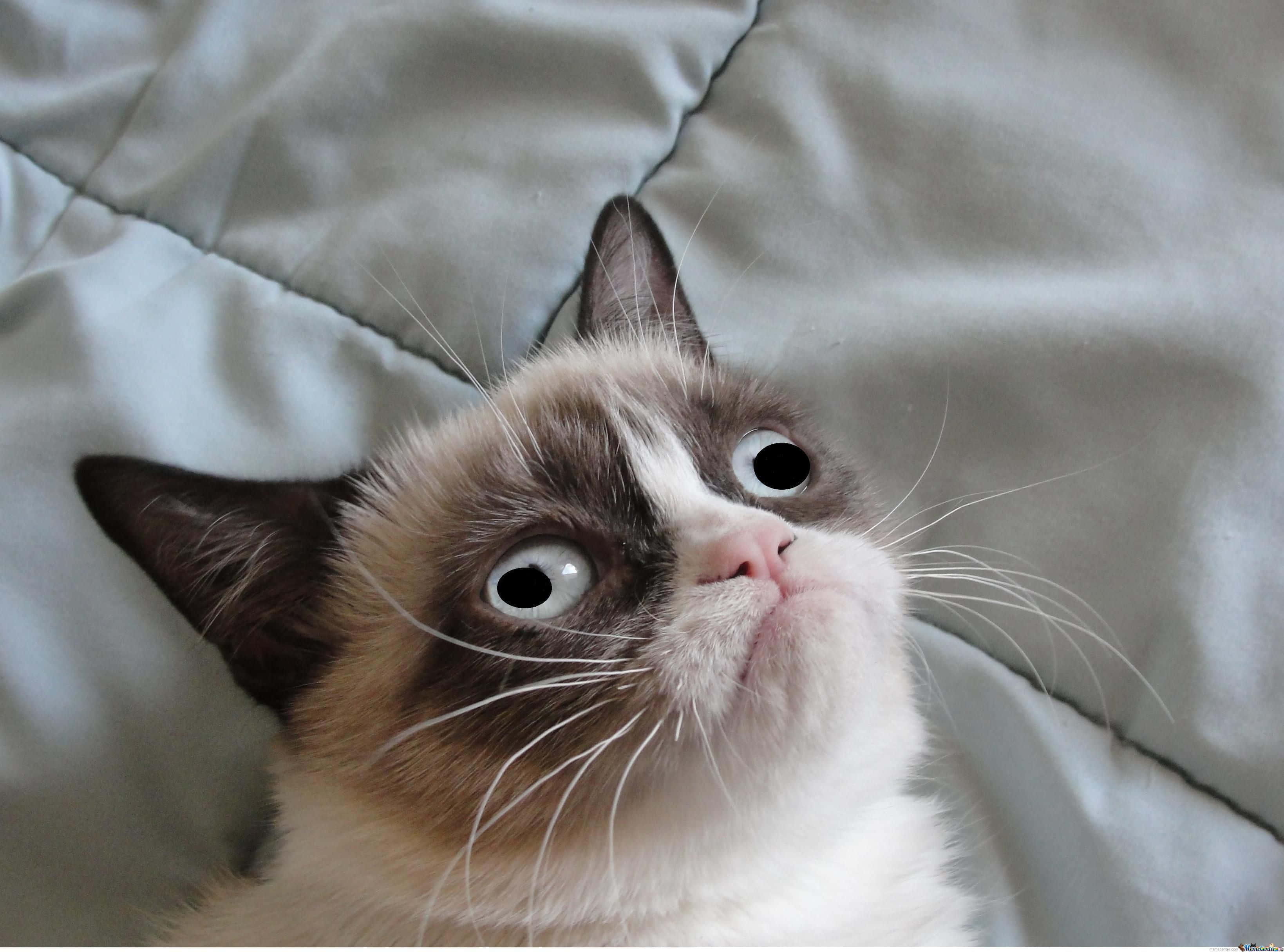 Kirottu kissakuva Grumpy Cat Taustakuvat