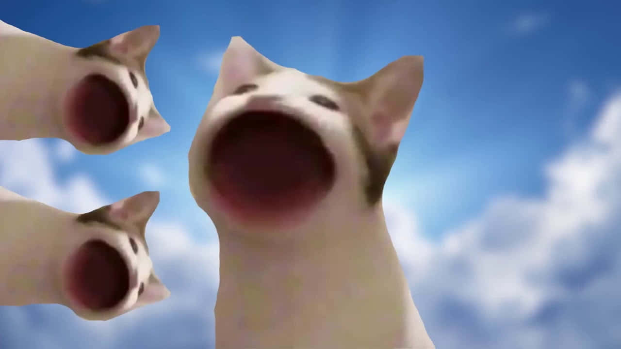 Kirottu Pop Cat -meemikuva Taustakuvat