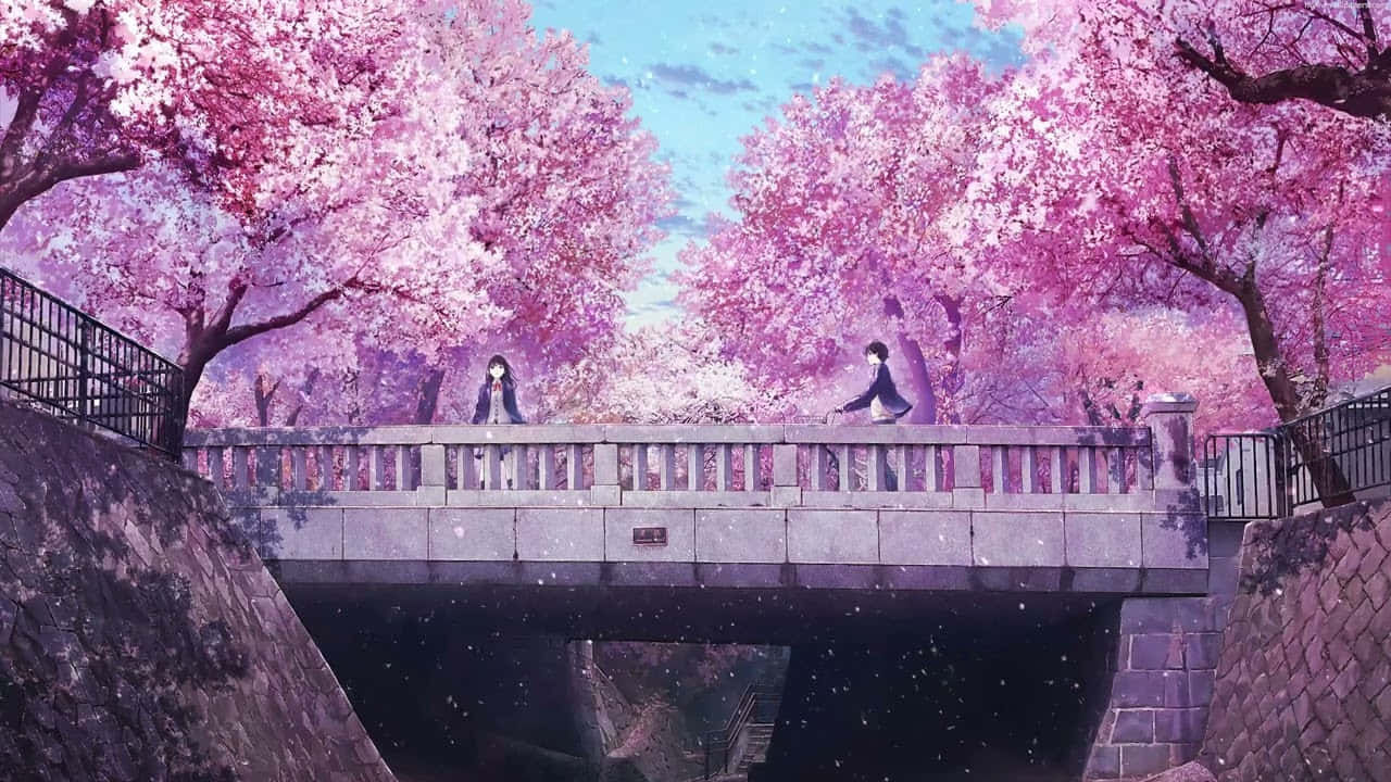 Kirsikankukkia ja animemaisema tyttö seisomassa sillalla Taustakuvat