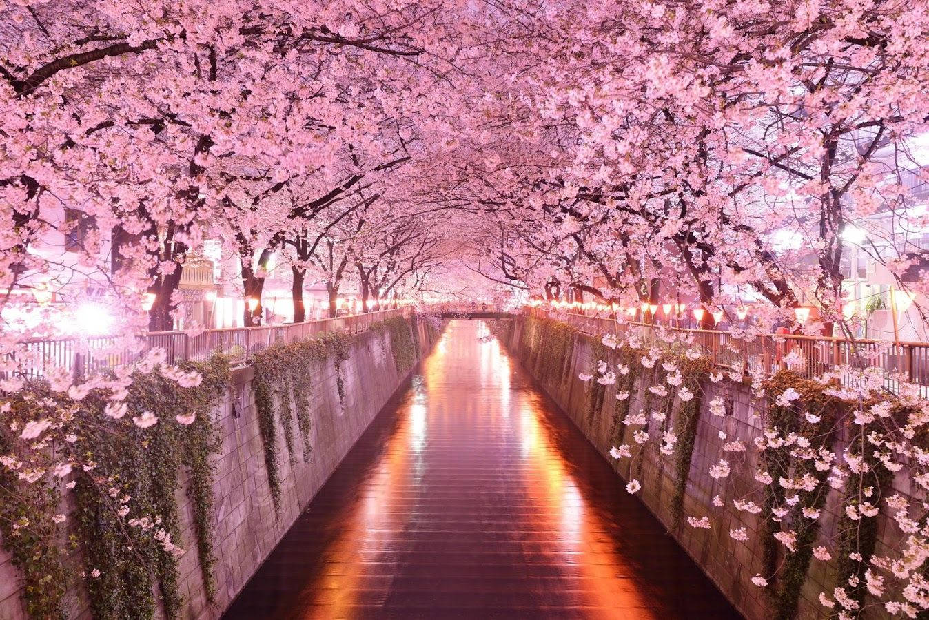 Kirsikankukkia ja Meguro-joki -taustakuva
