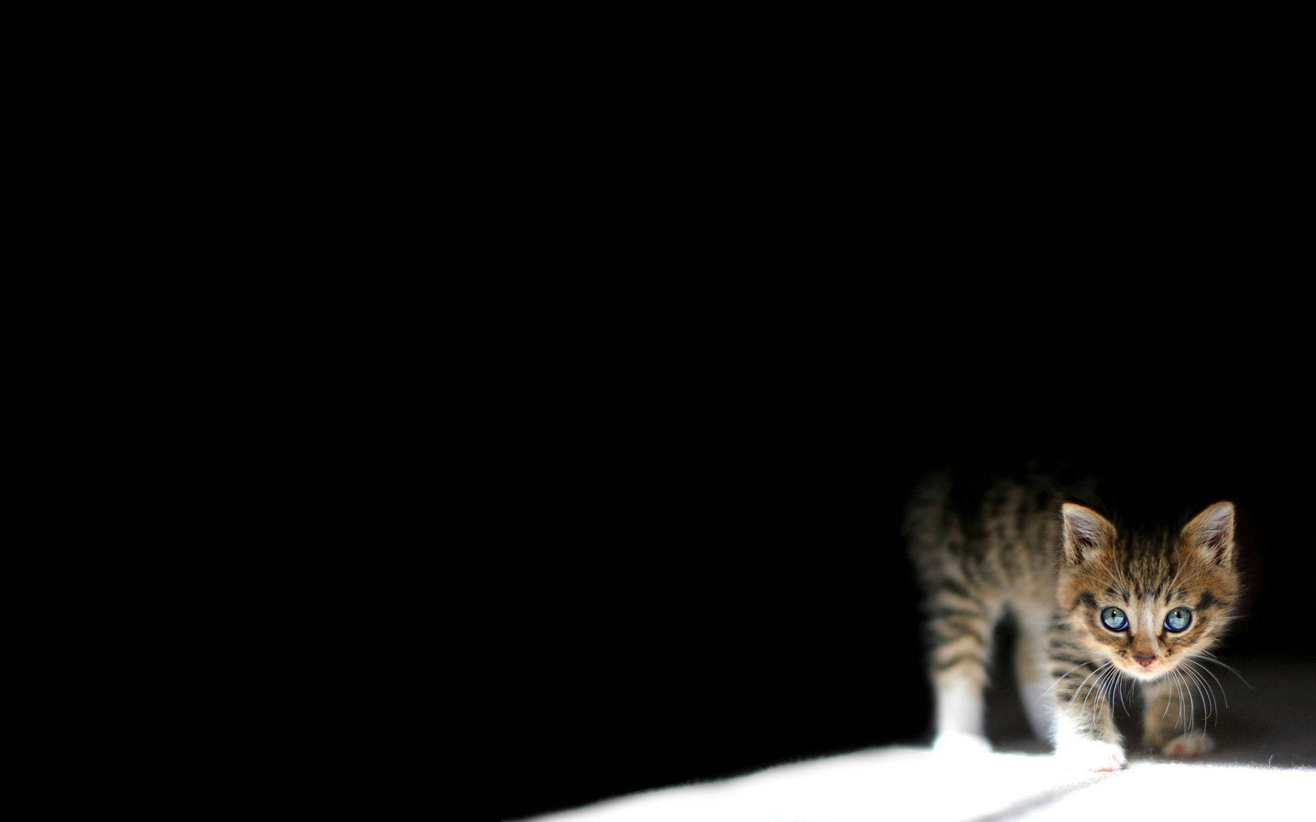 Kissa pimeässä -taustakuva — Tumma anime GIF Taustakuvat