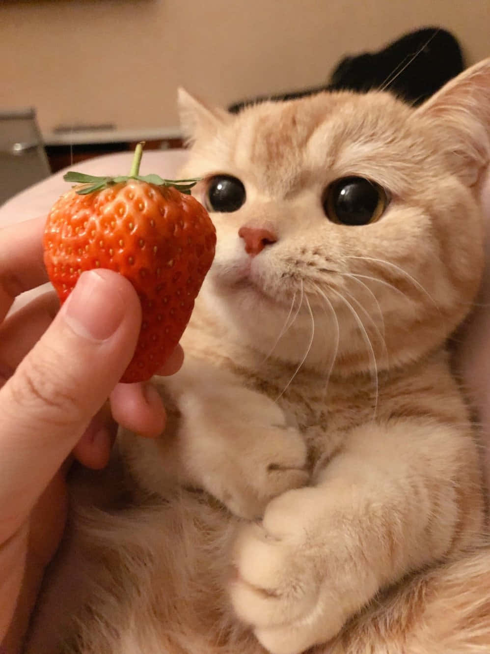 kissa syö mansikkaa Taustakuvat
