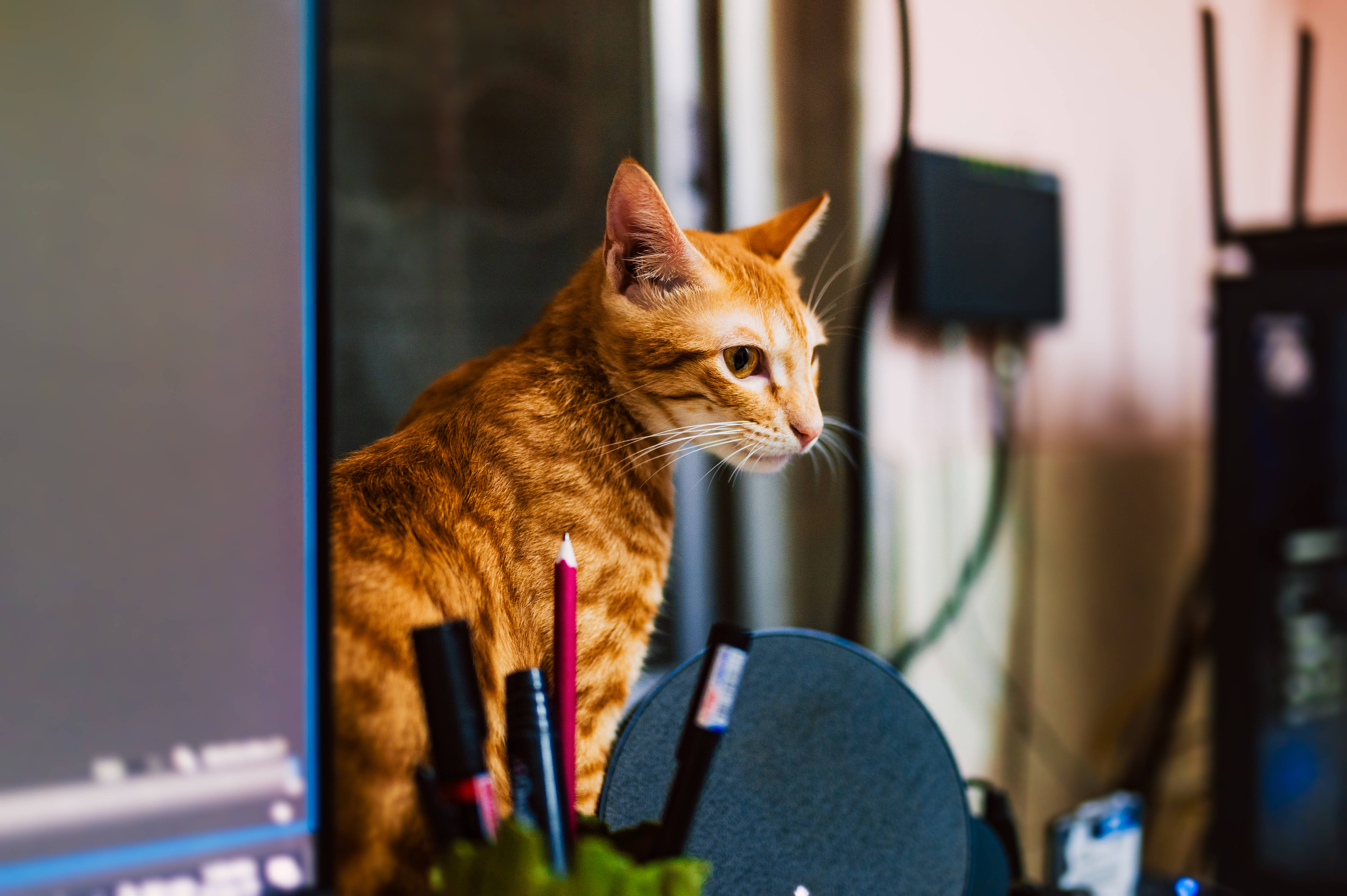 Kissa Tietokone Oranssi Tabby Taustakuvat