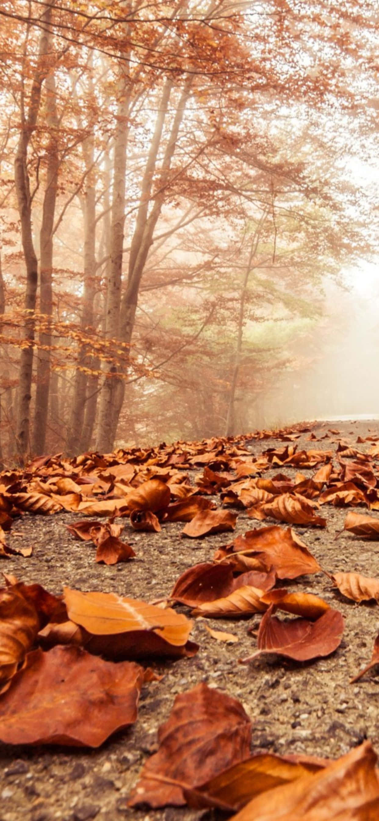 Koe syksyn kauneus iPhone Xs Maxilla Taustakuvat