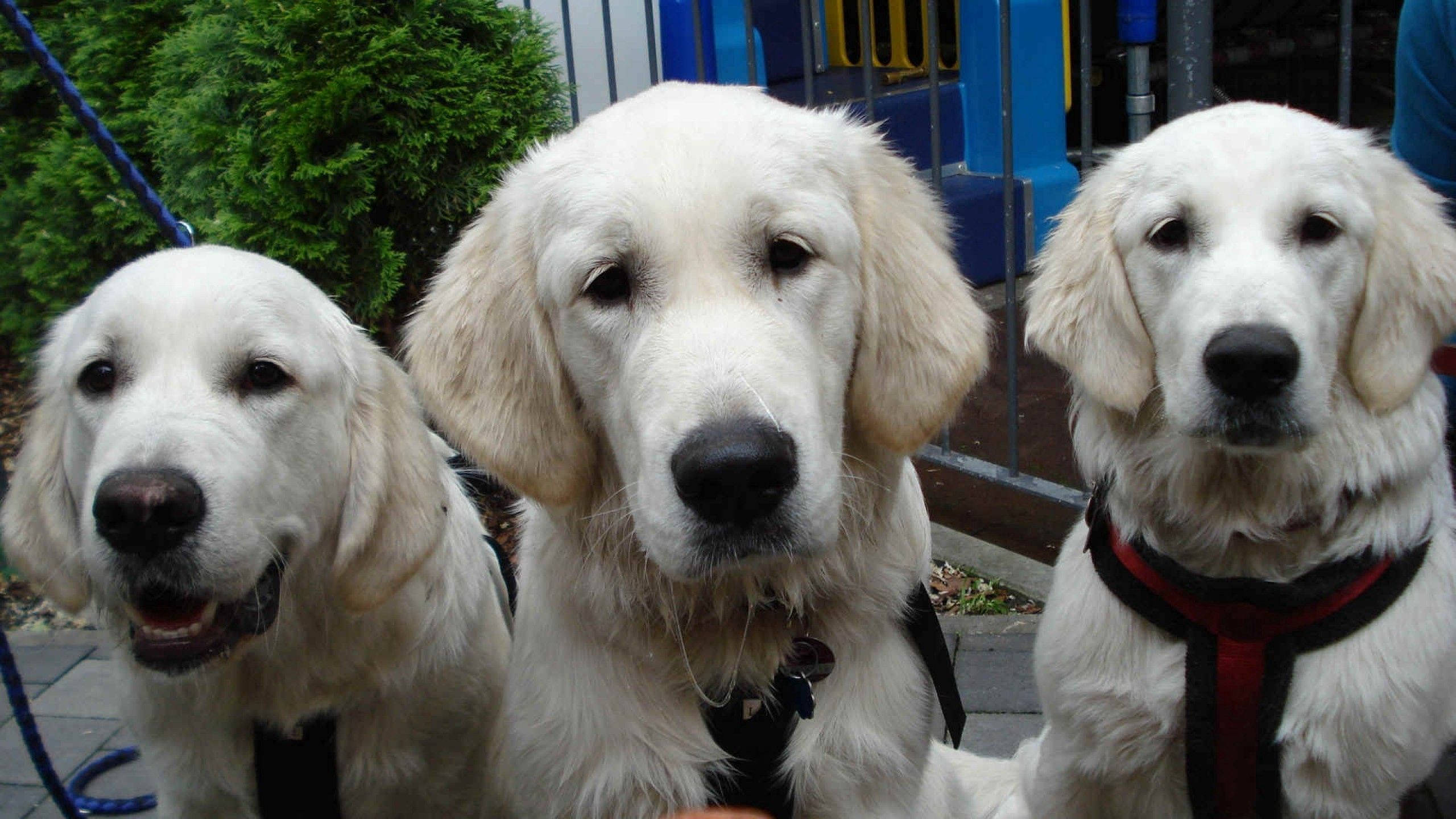 Kolme aikuista kermanväristä labradorinnoutajaa Taustakuvat