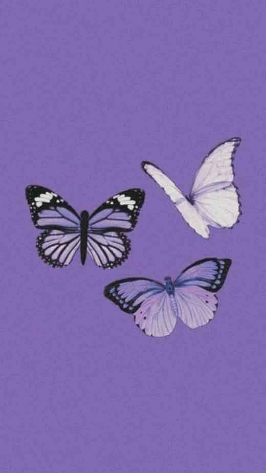 Kolme perhosta violetti esteettinen kuva Taustakuvat