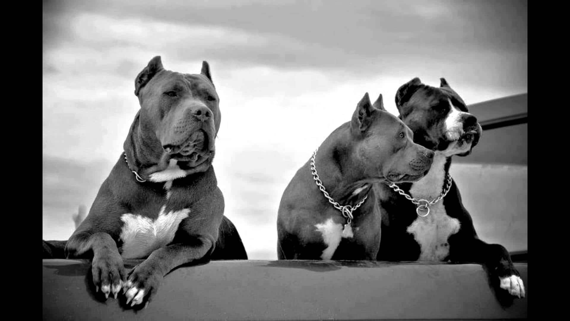 Kolmen Pitbull-koiran lauma Taustakuvat