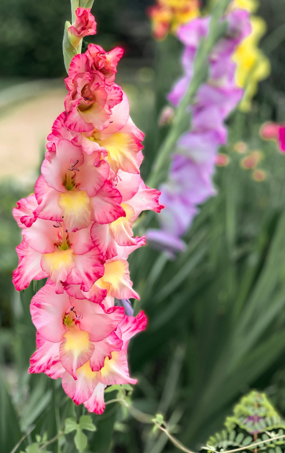 Kolmeväri gladioluksen kukka Taustakuvat