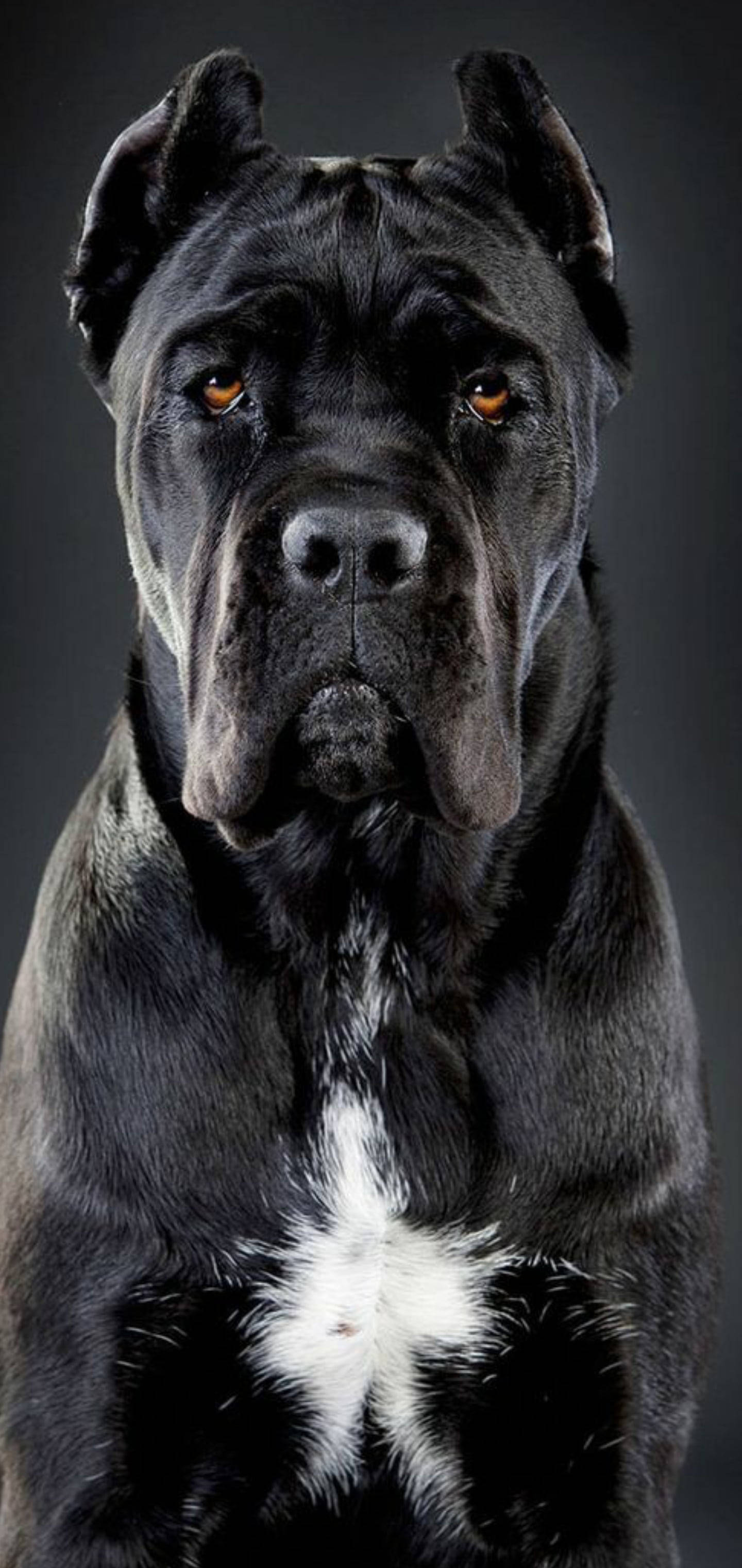 Komea Cane Corso -koira Taustakuvat