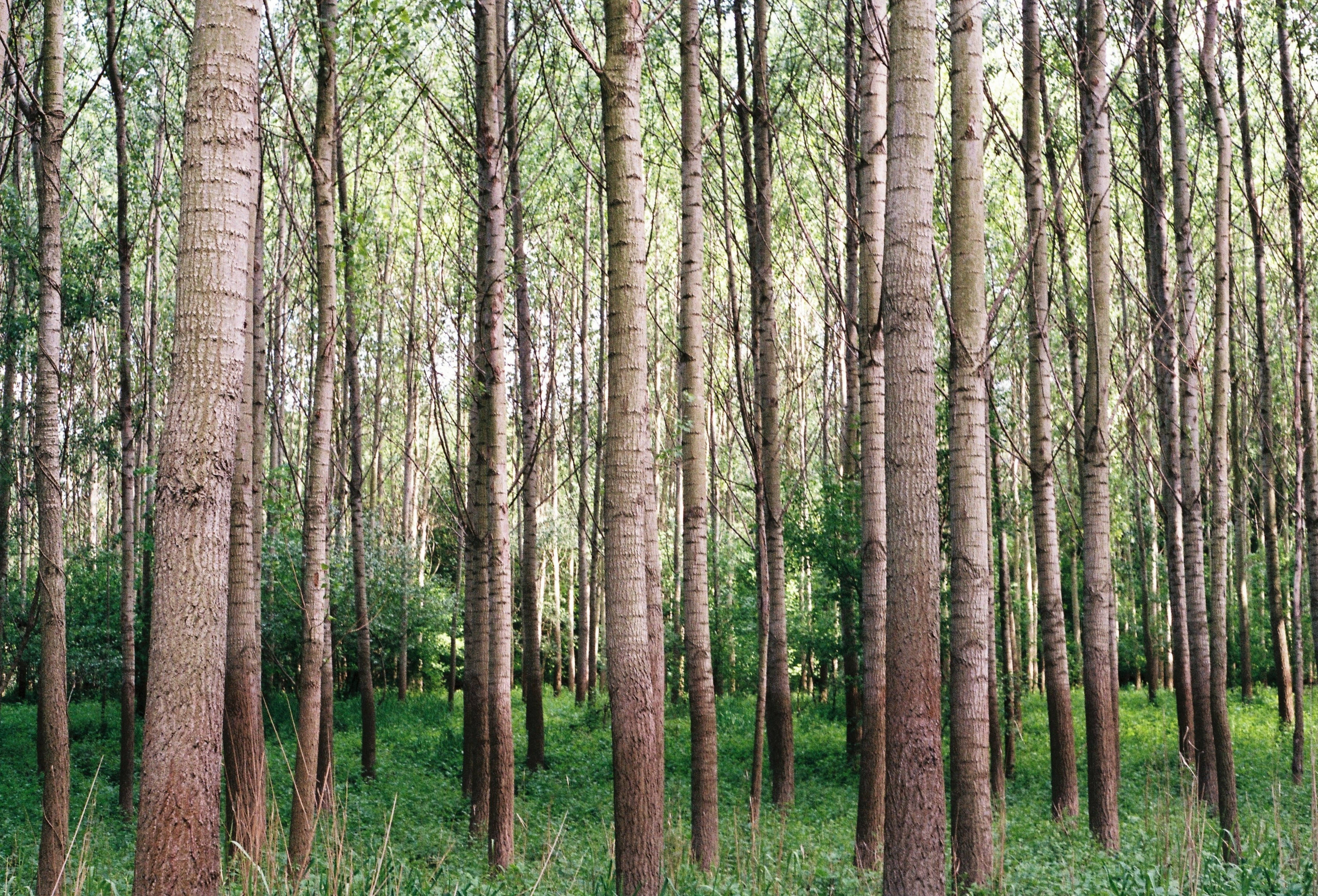 Korkeat metsän puut Taustakuvat