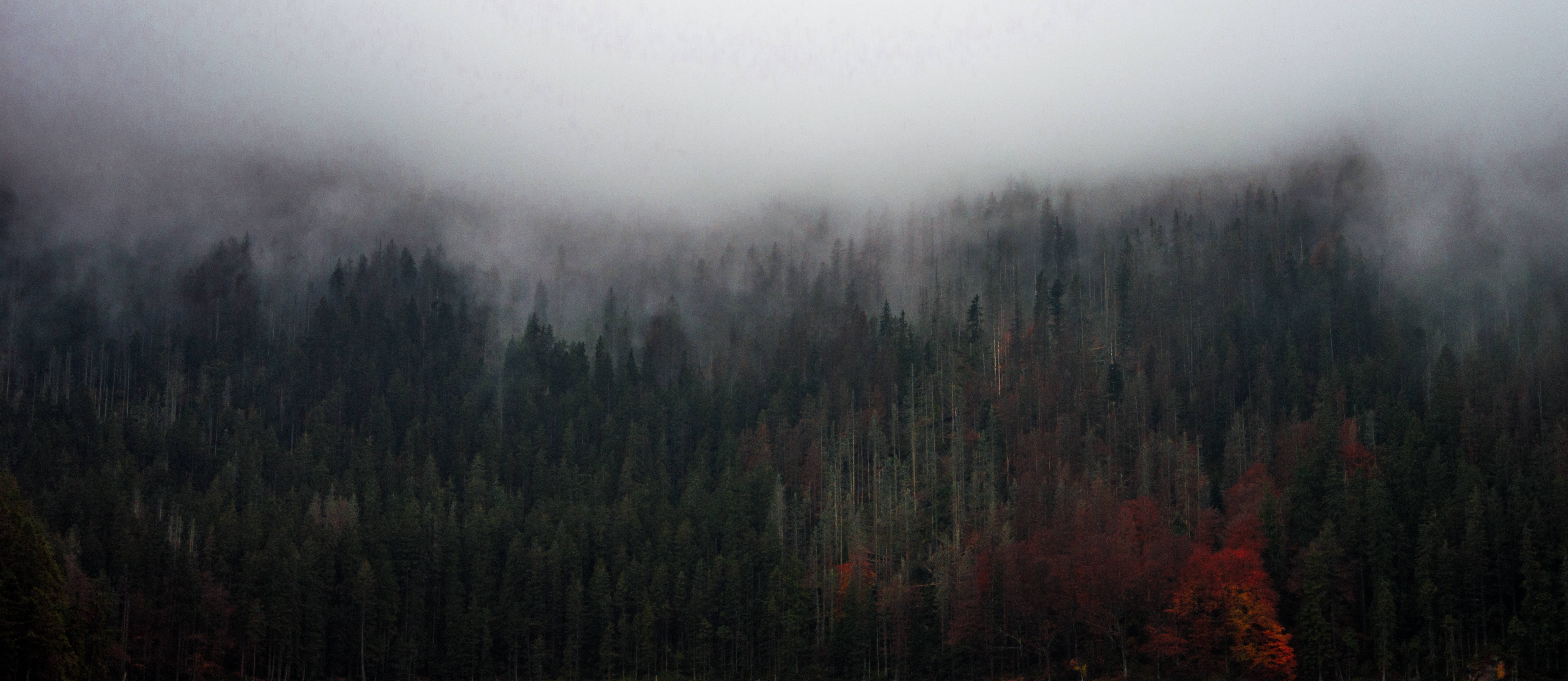 Korkeat puut sumuisessa metsässä Taustakuvat