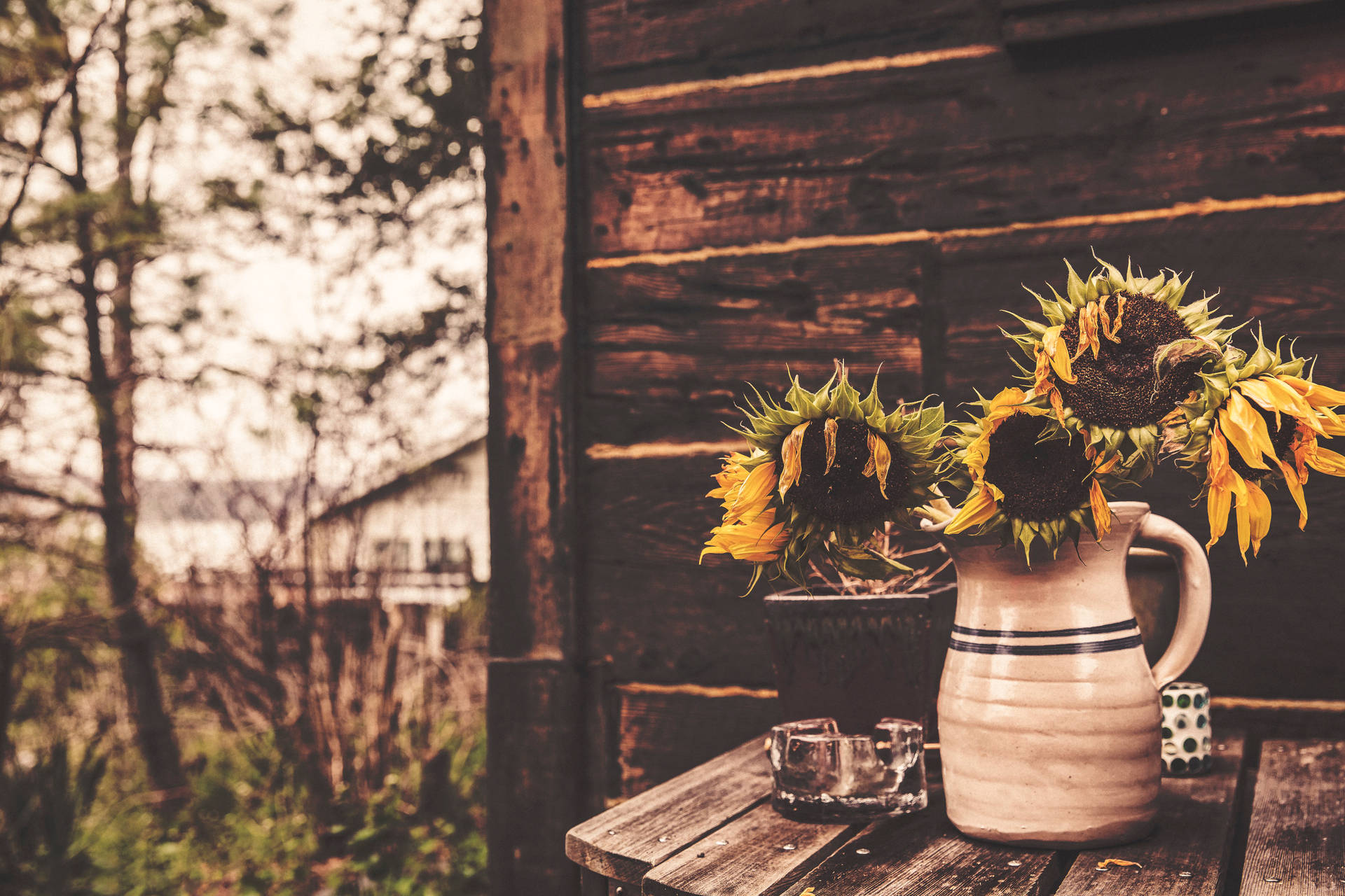 Kuihtuneita auringonkukkia maljakossa vanhan puutalon ulkopuolella.