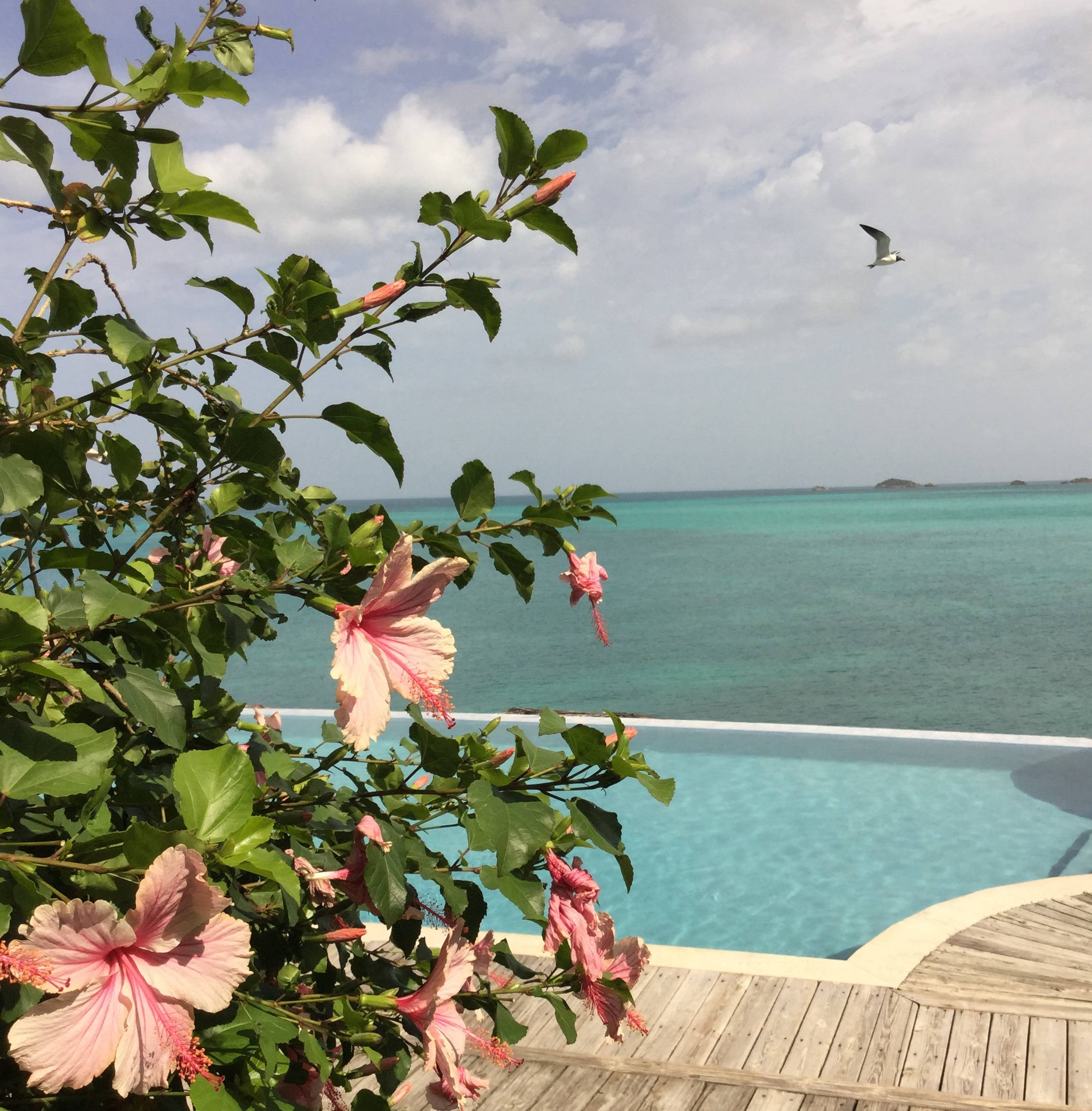 Kukka Antigua ja Barbuda Taustakuvat