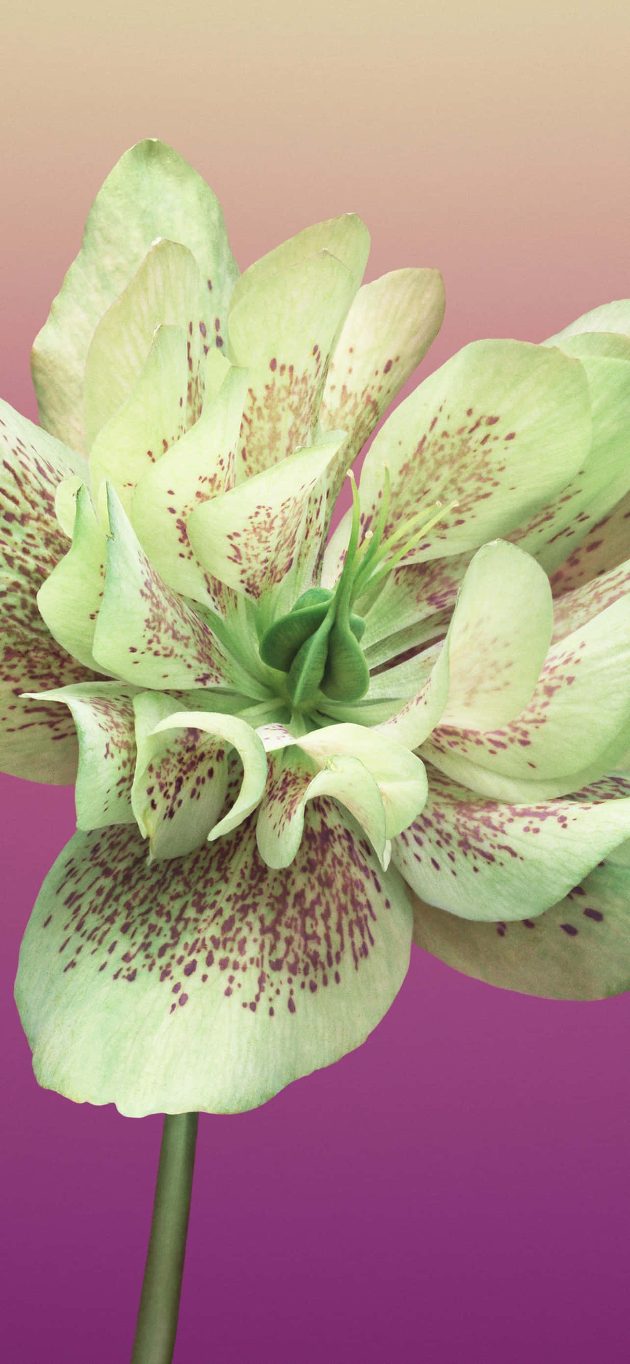 Kukka iPhone Helleborus Orientalis Kuva Taustakuvat