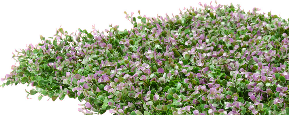 Kukkiva englantilainen laventeli PNG Taustakuvat