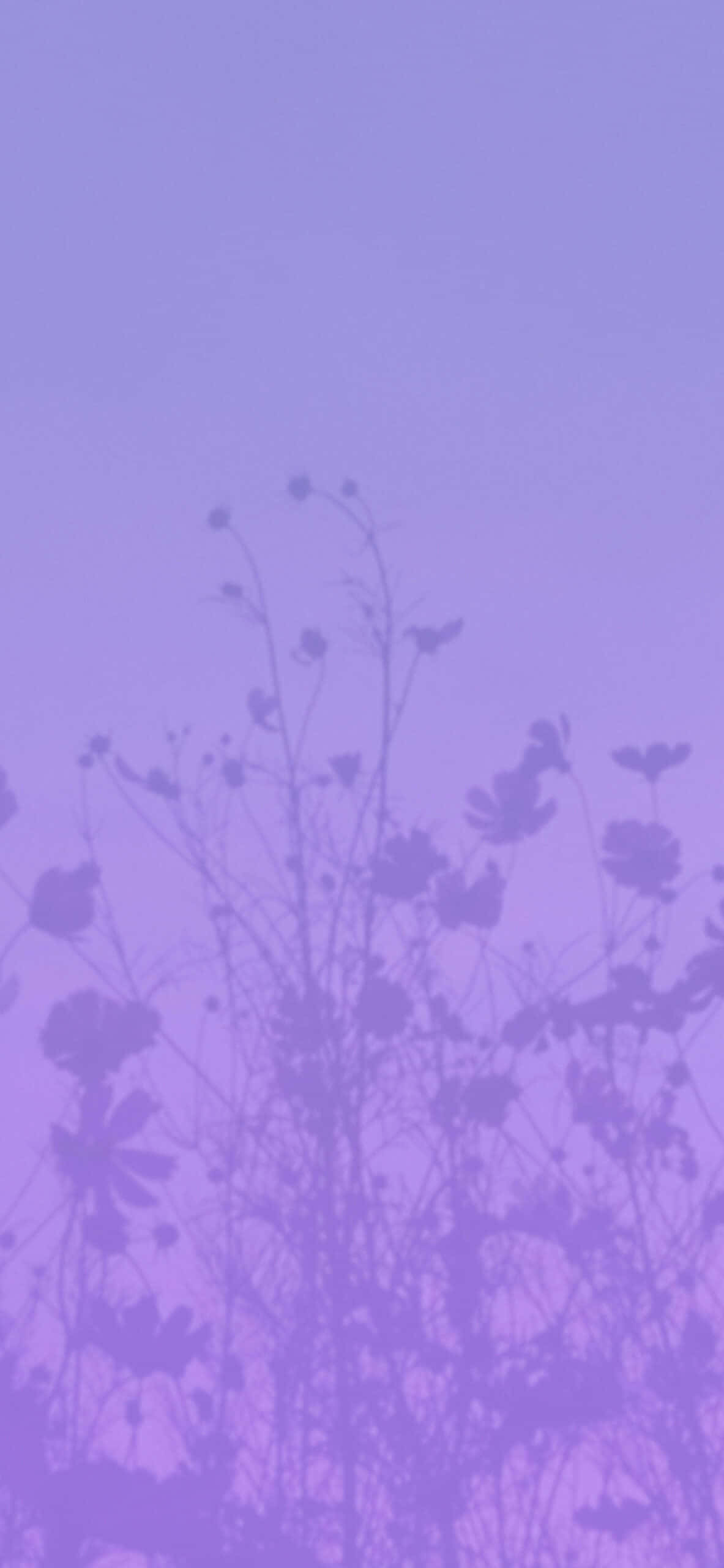 Kukoista esteettisessä purppurassa Taustakuvat