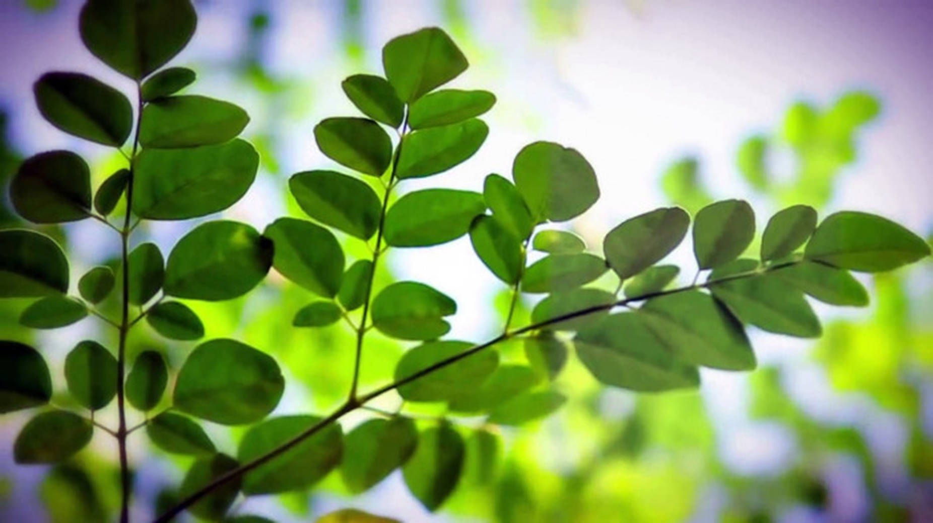 Kukoistava Moringa Oleifera - Luonnon hienoin lääkinnällinen ihme Taustakuvat
