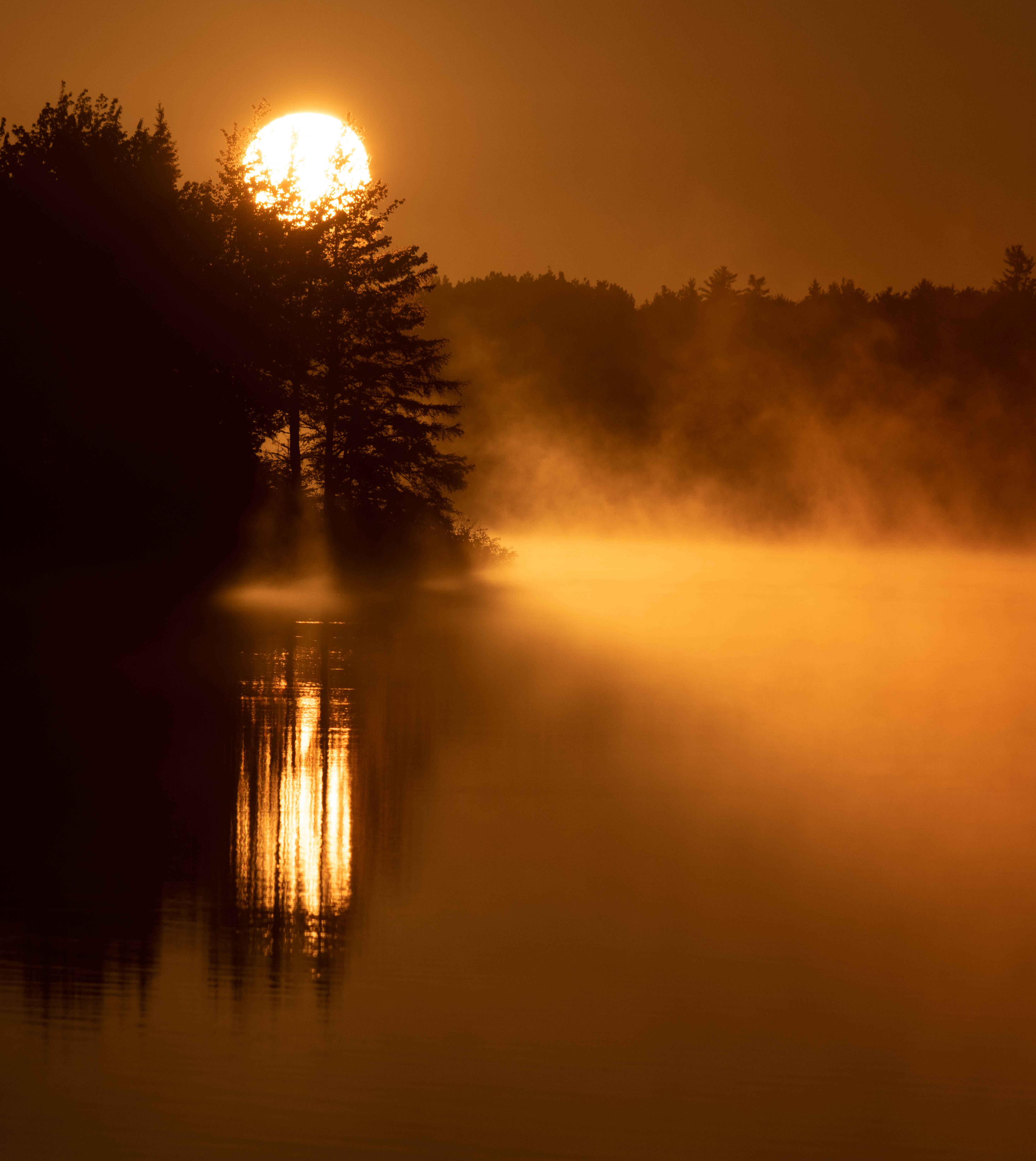 Kultainen aurinko sumuisessa metsässä Taustakuvat