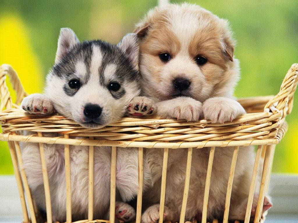 Kultainennoutaja ja husky pentu korissa Taustakuvat