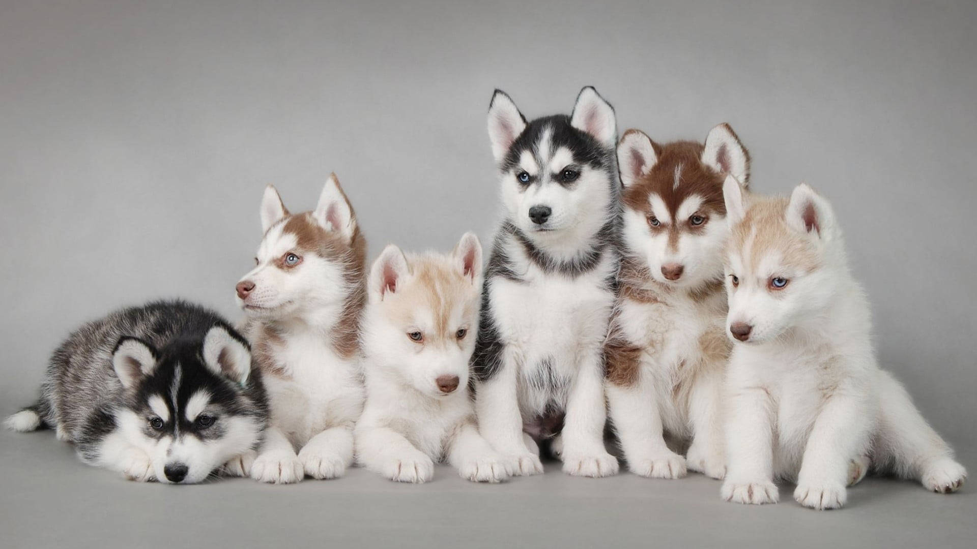 Kuuden huskypennun kuvaussessio Taustakuvat