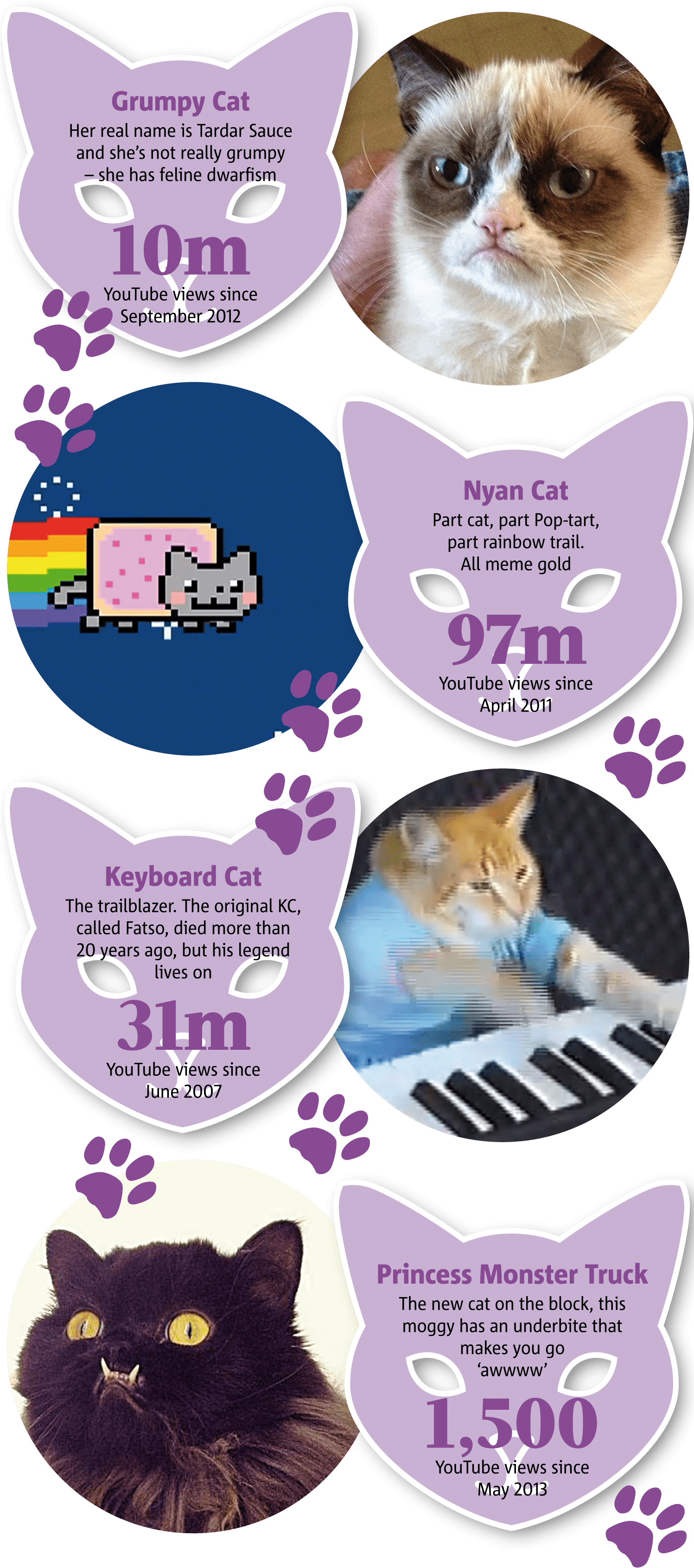 Kuuluisat Internet-kissat Meemi-infografiikka Taustakuvat