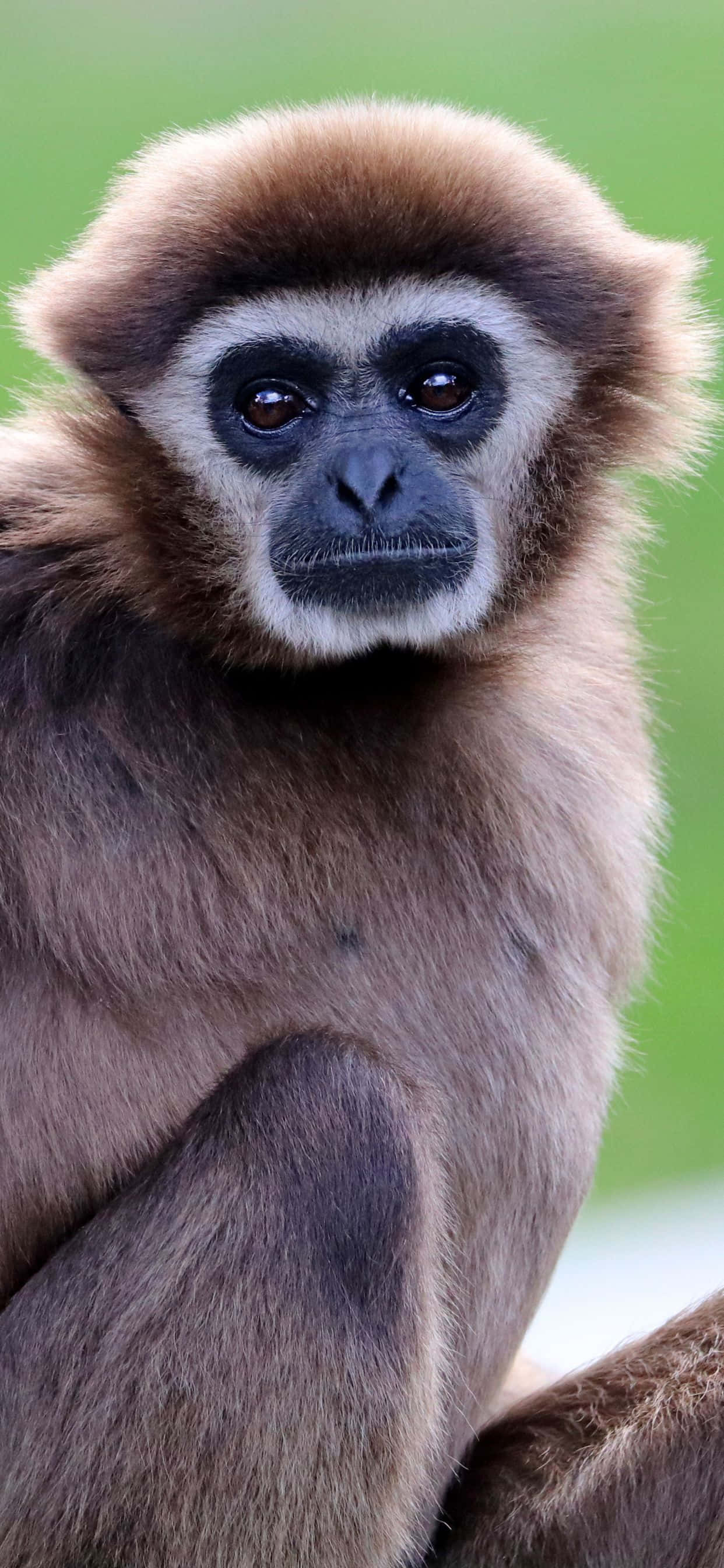 Kuva "Hauska ja värikäs iPhone Xs Max Gibbon -taustakuva" Taustakuvat