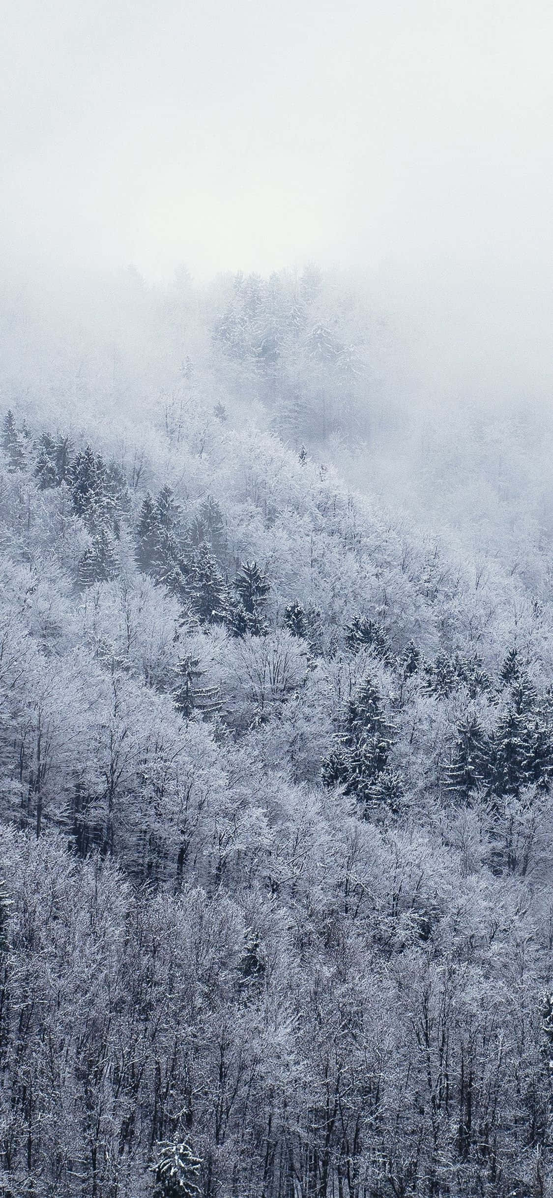 Kuva Tutustu valkoiseen talven ihmemaahan Snow iPhonella Taustakuvat