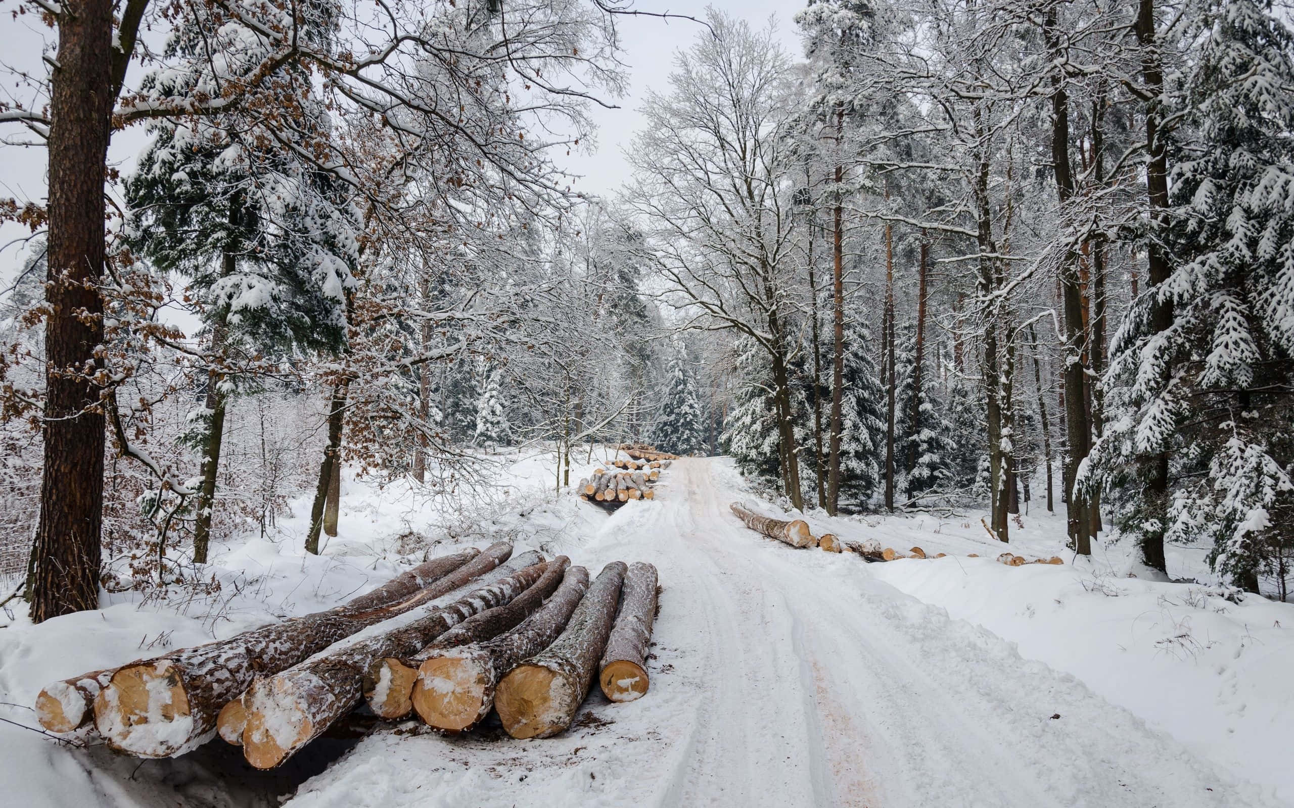 Kuvauksellinen ja jäinen talvitie lumisten puiden keskellä Taustakuvat