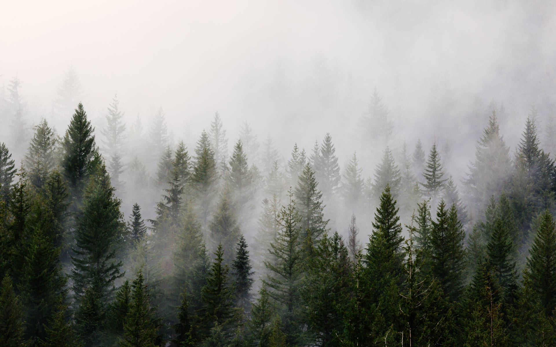Kylmä metsätausta Taustakuvat